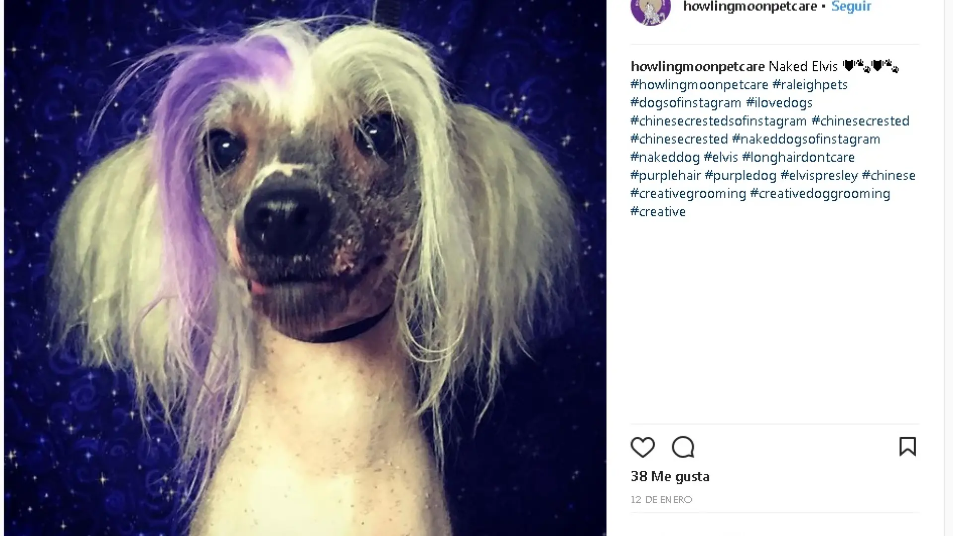 es contra la ley teñir a tu perro