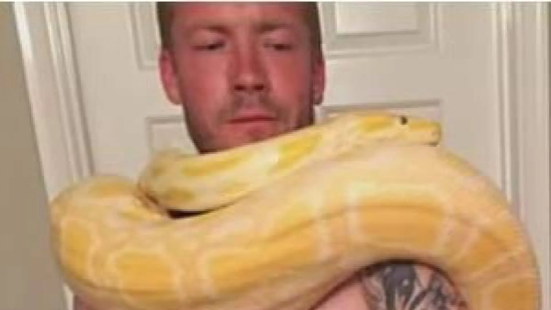 Un criador de serpientes muere asfixiado por una de sus pitones, de 2,5