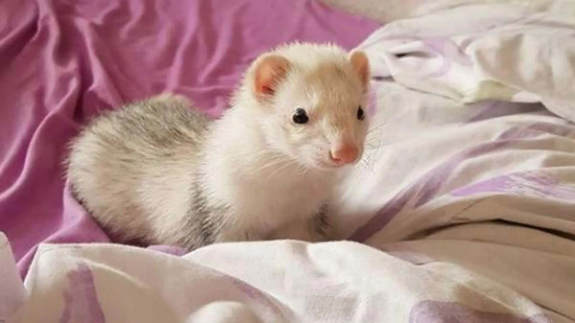 La salud de los hurones: primeros pasos para cuidar a estos animales