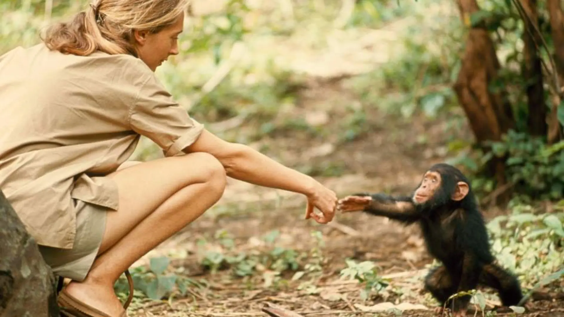 Jane Goodall, la naturalista que amó a los chimpancés, padecía la enfermedad que impide reconocer rostros