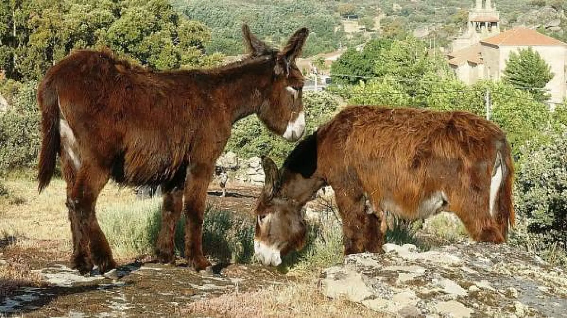 El humilde burro que está desapareciendo poco a poco: historia, curiosidades y su lugar en el mundo moderno
