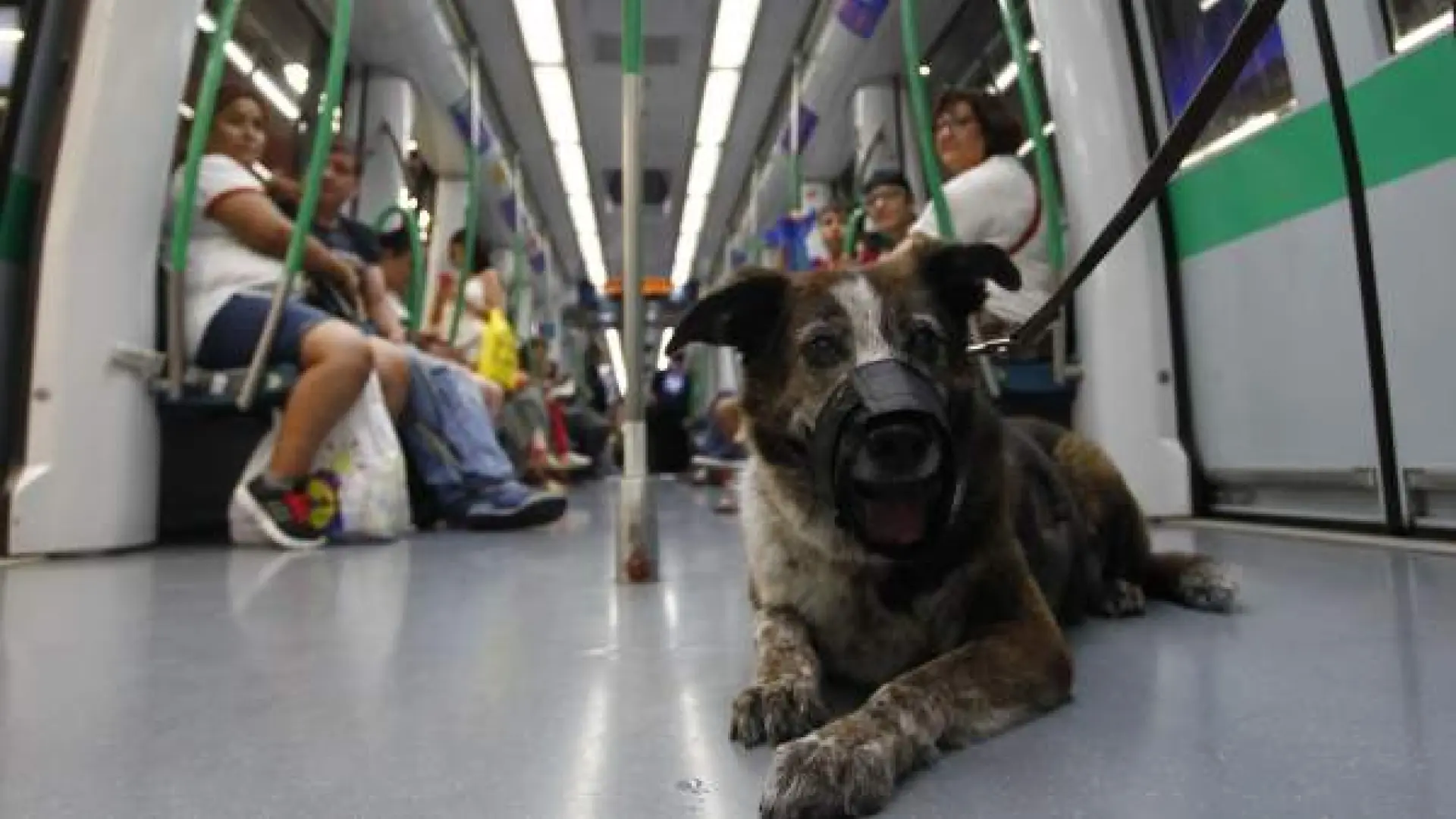 se permiten perros en los autobuses en españa