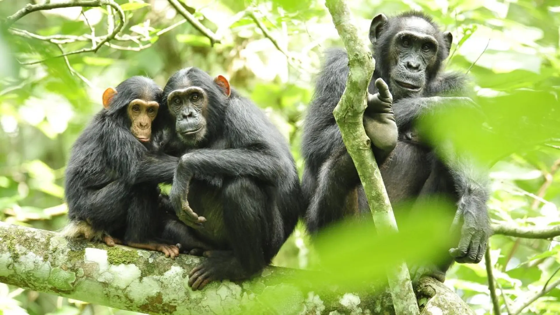 
         La mayor comunidad de chimpancés salvajes se divide e instaura una violencia mutua 
    