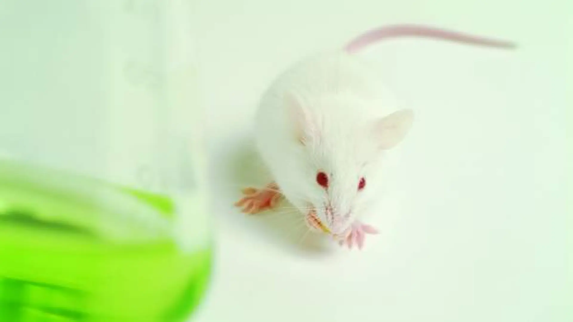 Un ratón se hace el muerto de una forma insólita para tratar de salvar ...