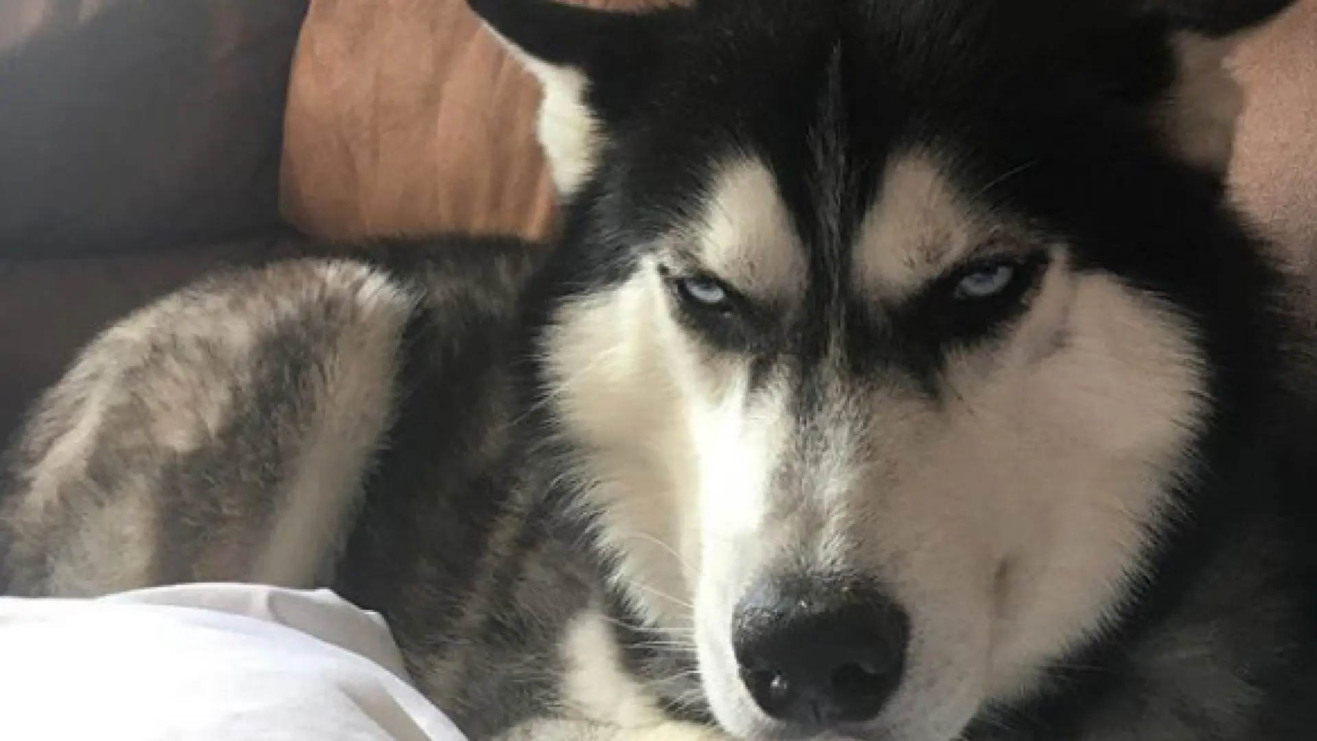 El perro Anuko, que parece enfadado, es el heredero canino de la ...