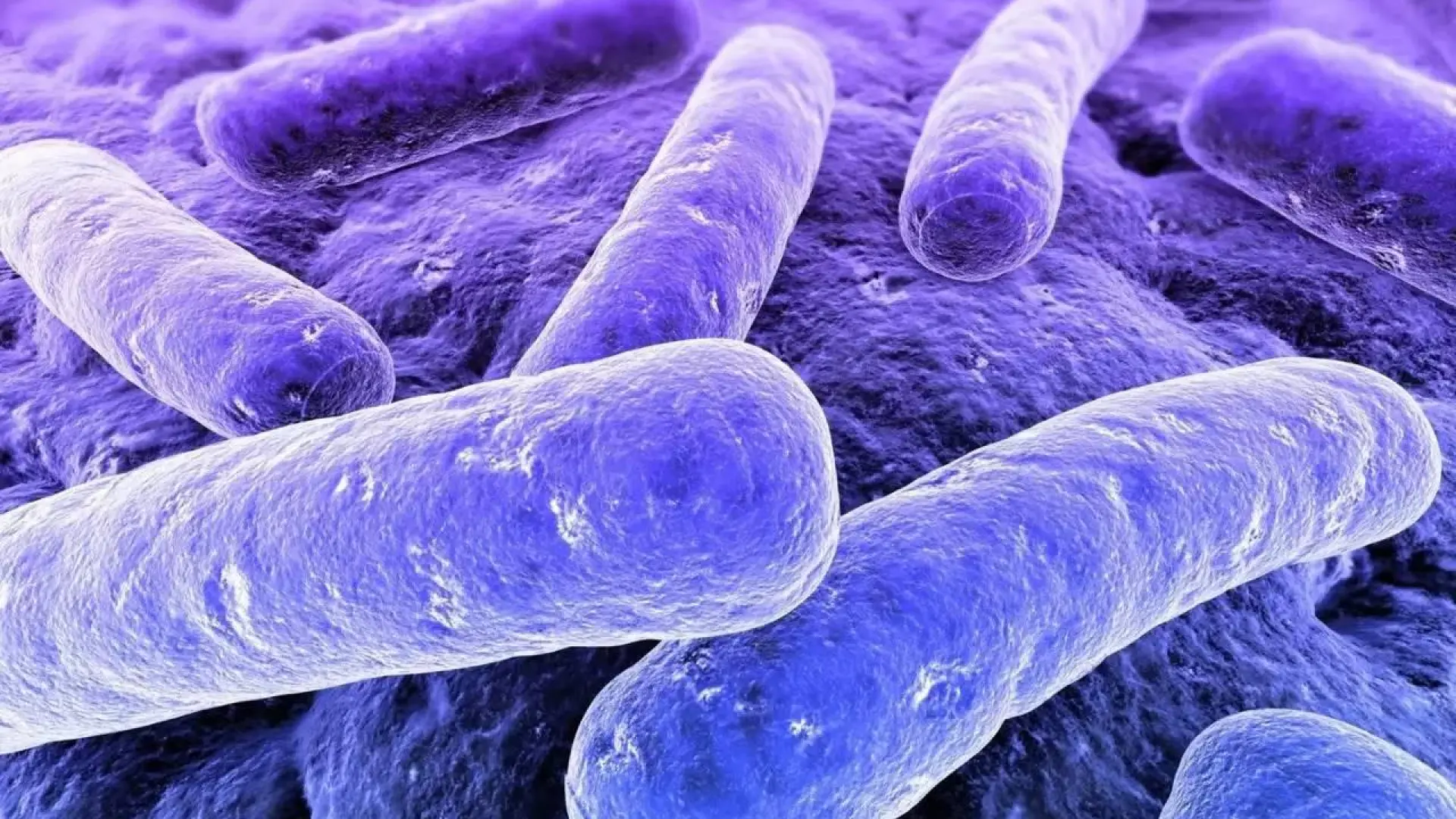 
         Una molécula de la microbiota alarga la vida de ratones con enfermedades mitocondriales 
    