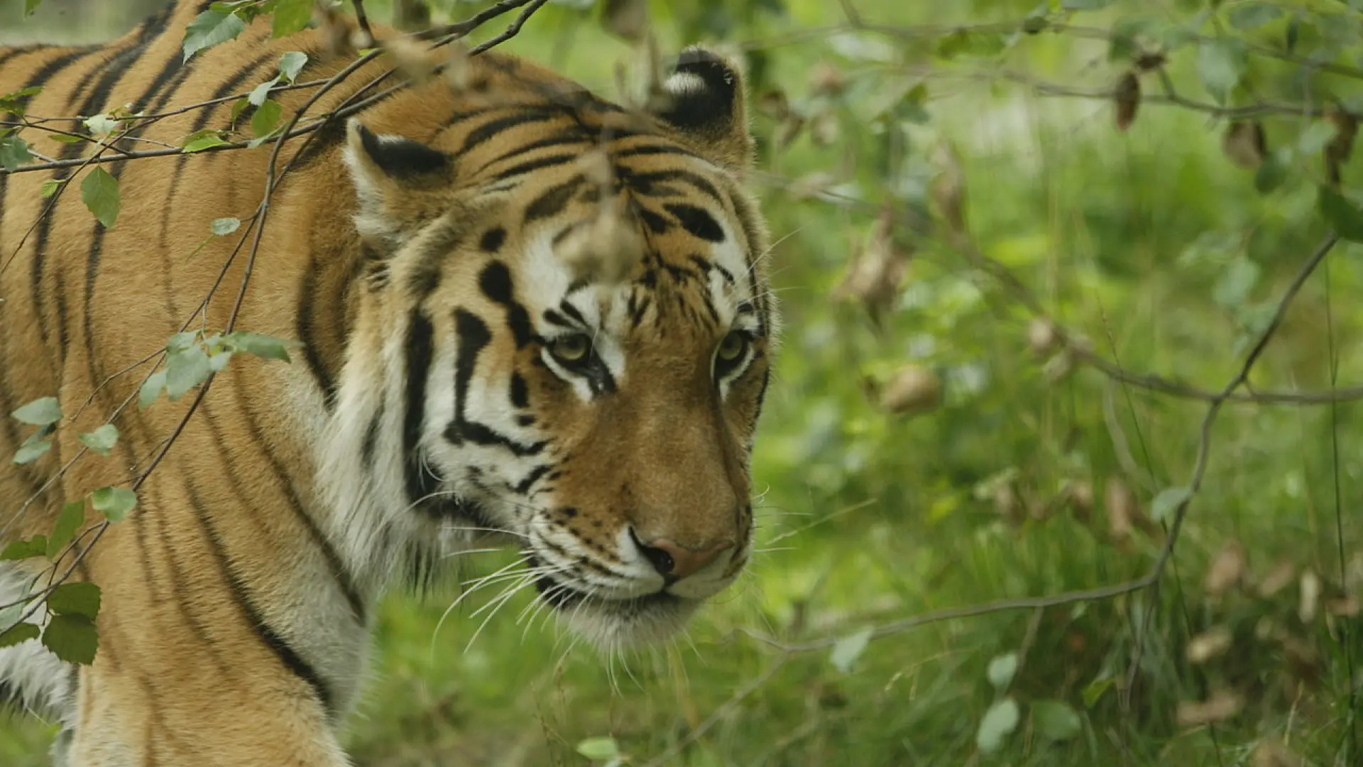 Un tigre mata a su cuidador durante un espectáculo en una reserva de Oklahoma
