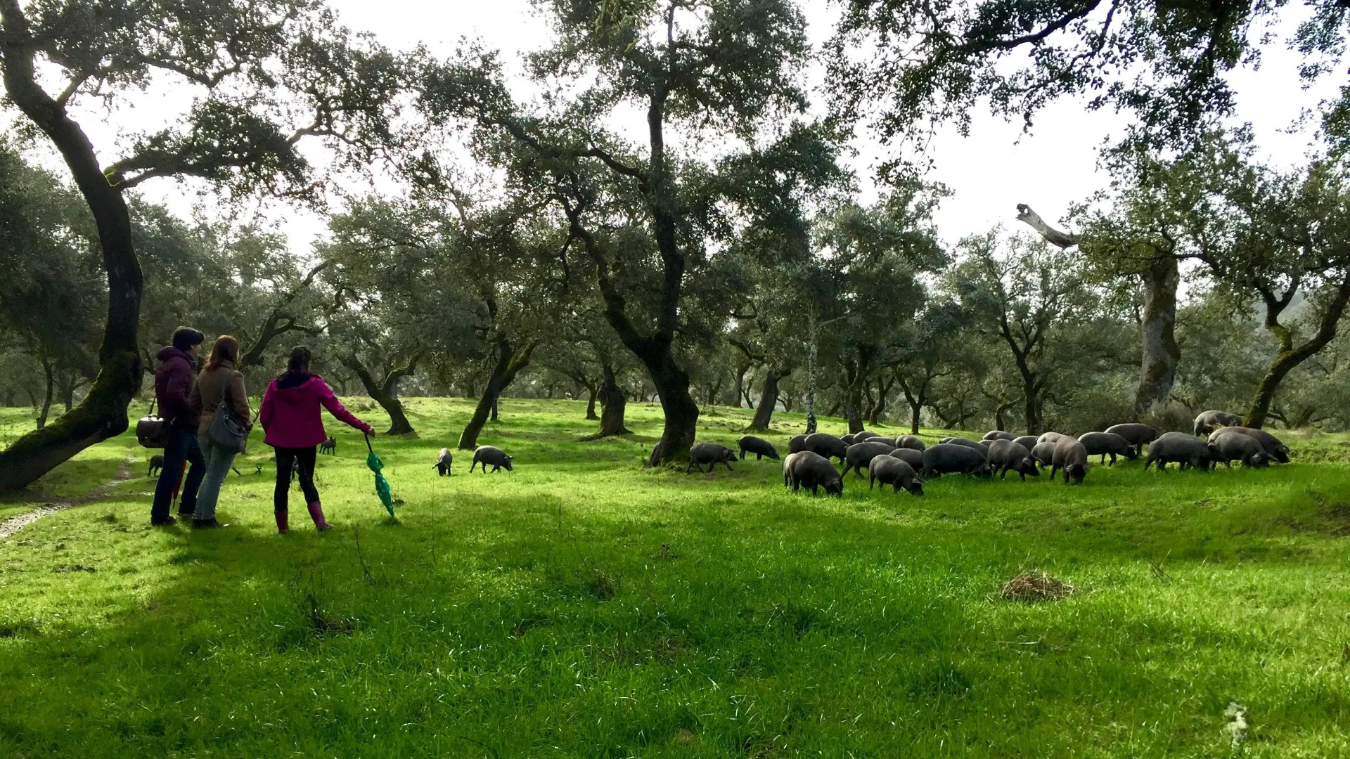 Sierra de Aracena y las dehesas del cerdo ibérico: naturaleza mediterránea  en el norte de Huelva