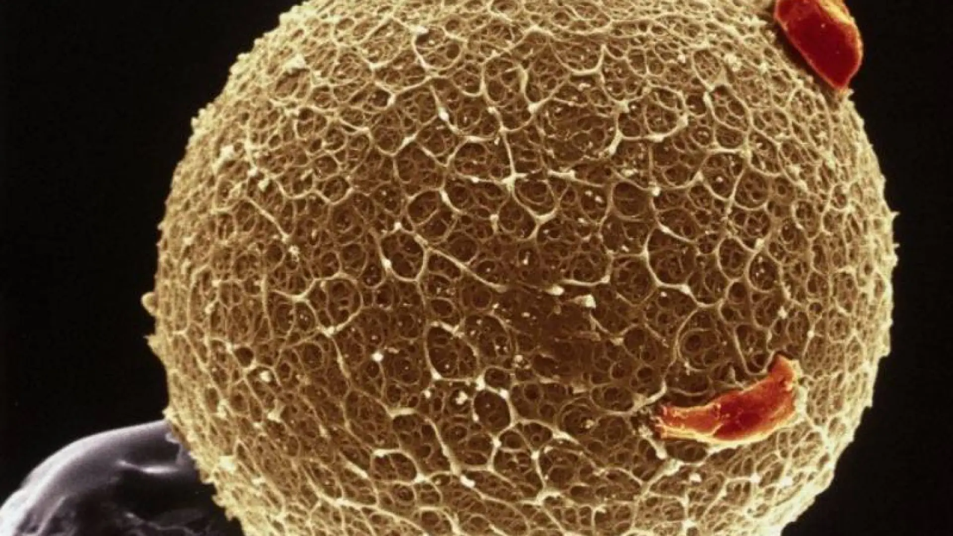 Desarrollan óvulos humanos potencialmente fecundables a partir de células de la piel