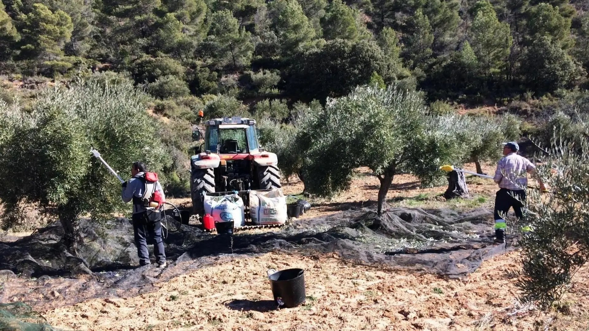 Muere un trabajador al caer a un pozo cuando recogía aceitunas en una finca de Utrera
