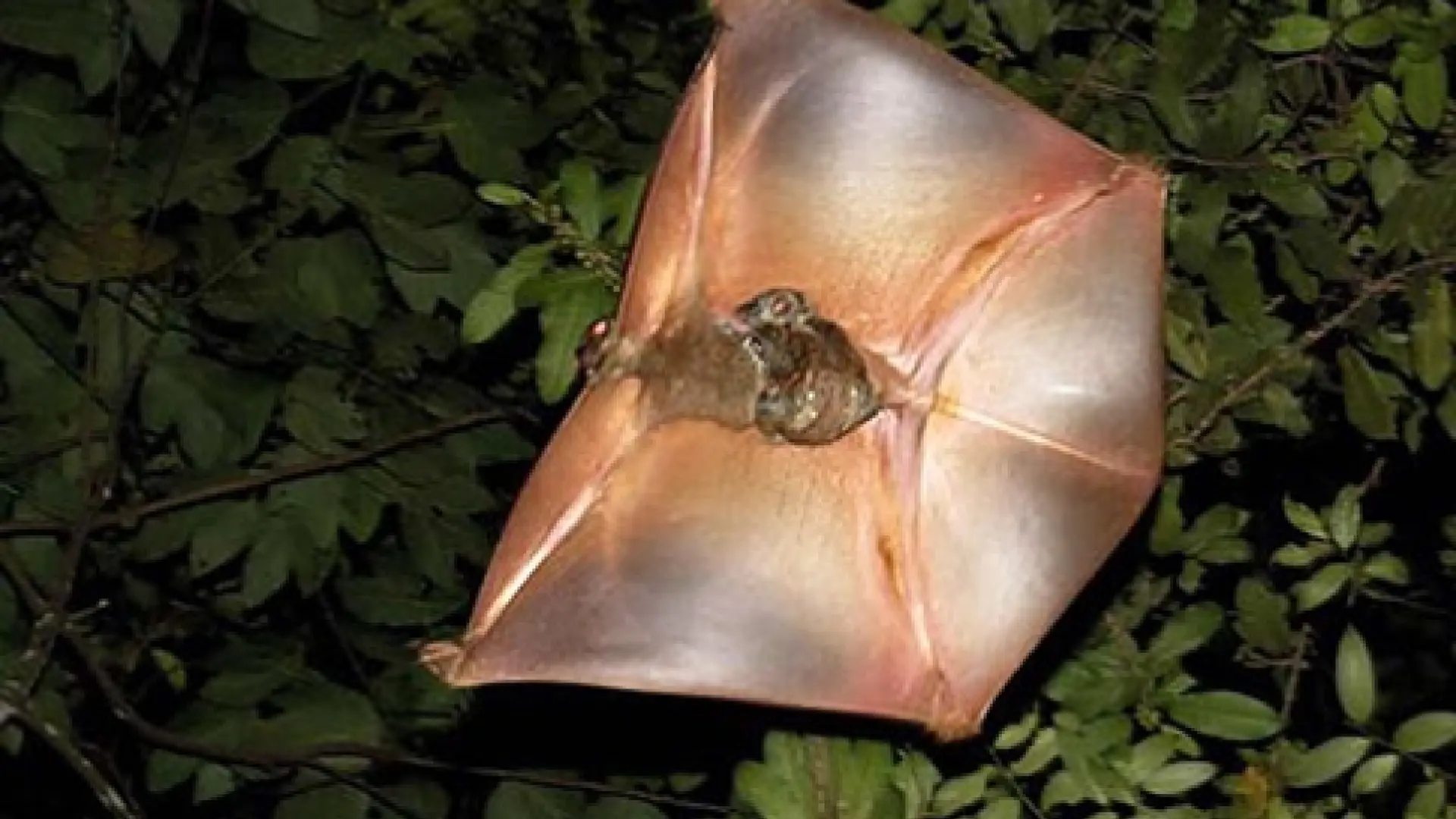 Jinsiy olat erektsiya qilishni toxtatdi Eshakda oriq qizni sikish onlayn