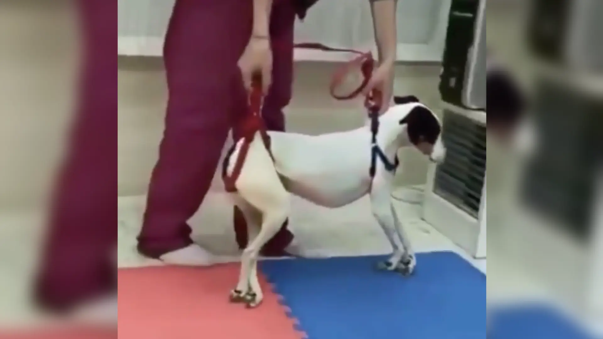 el rajapalayam tiene una enfermedad infecciosa