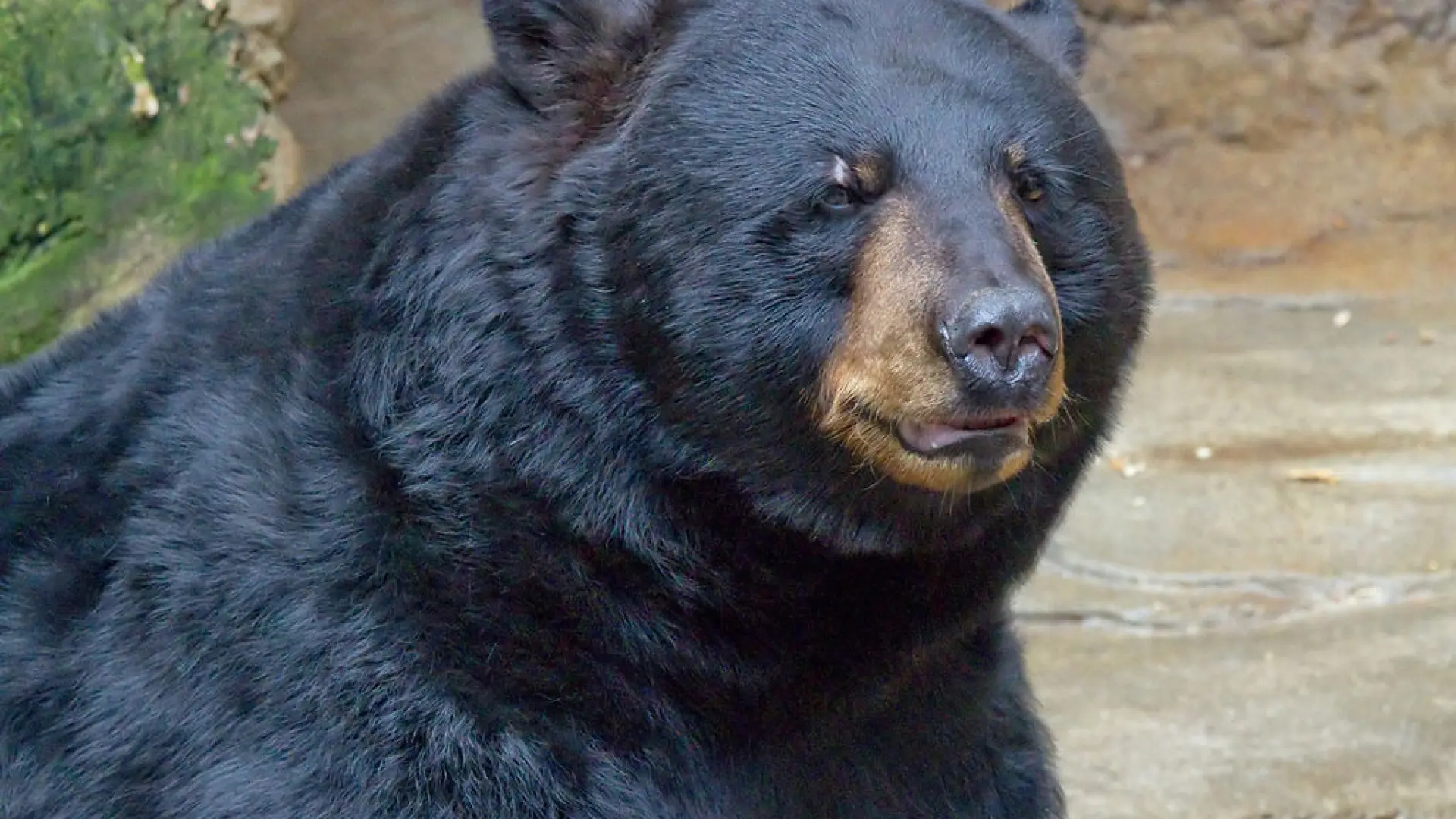 Encuentran el cadáver de un campista después de que enviara a su familia fotos de un oso