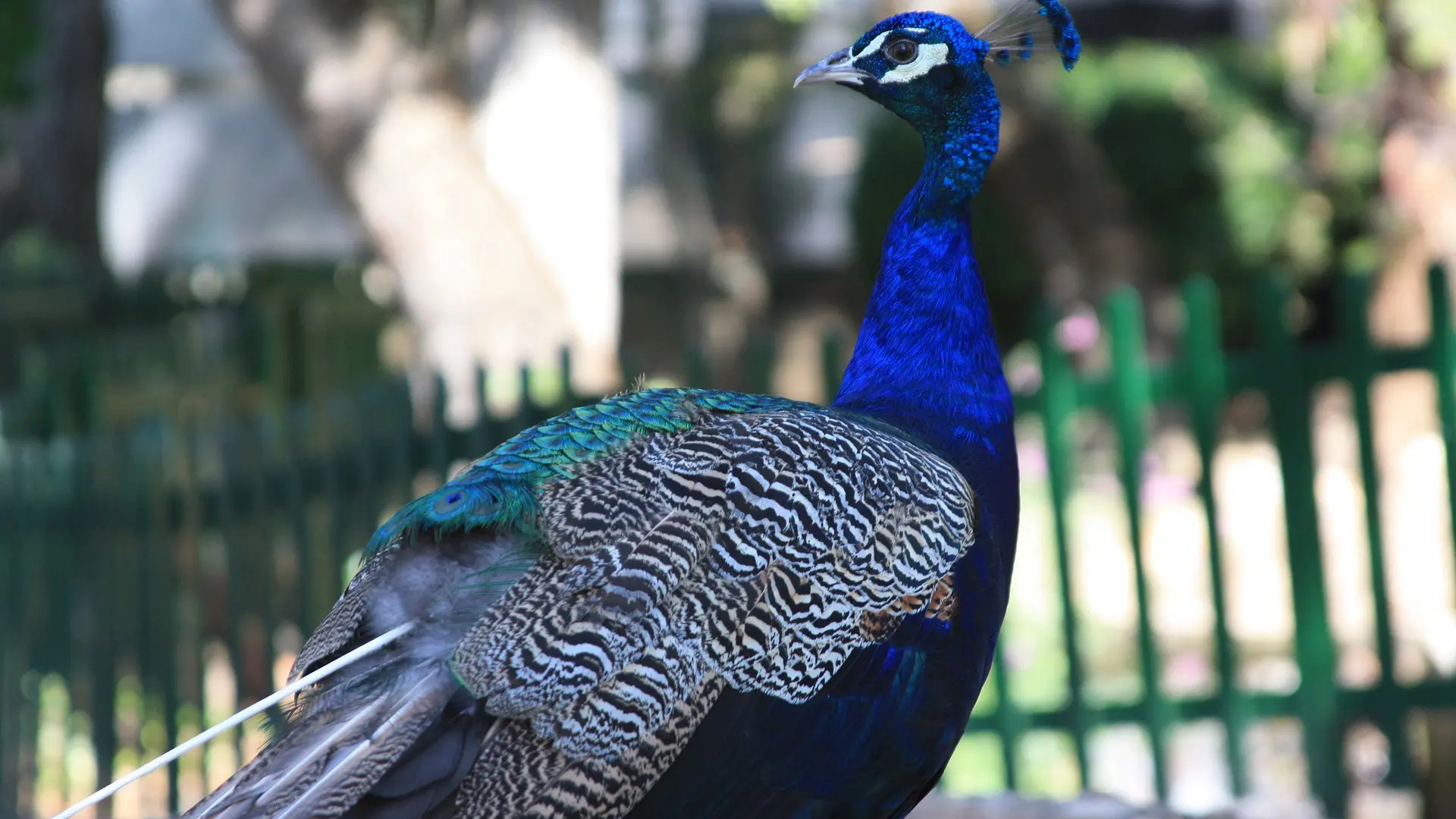 Encuentran tres pavos muertos en el patio de una guardería en el Alcázar de Sevilla