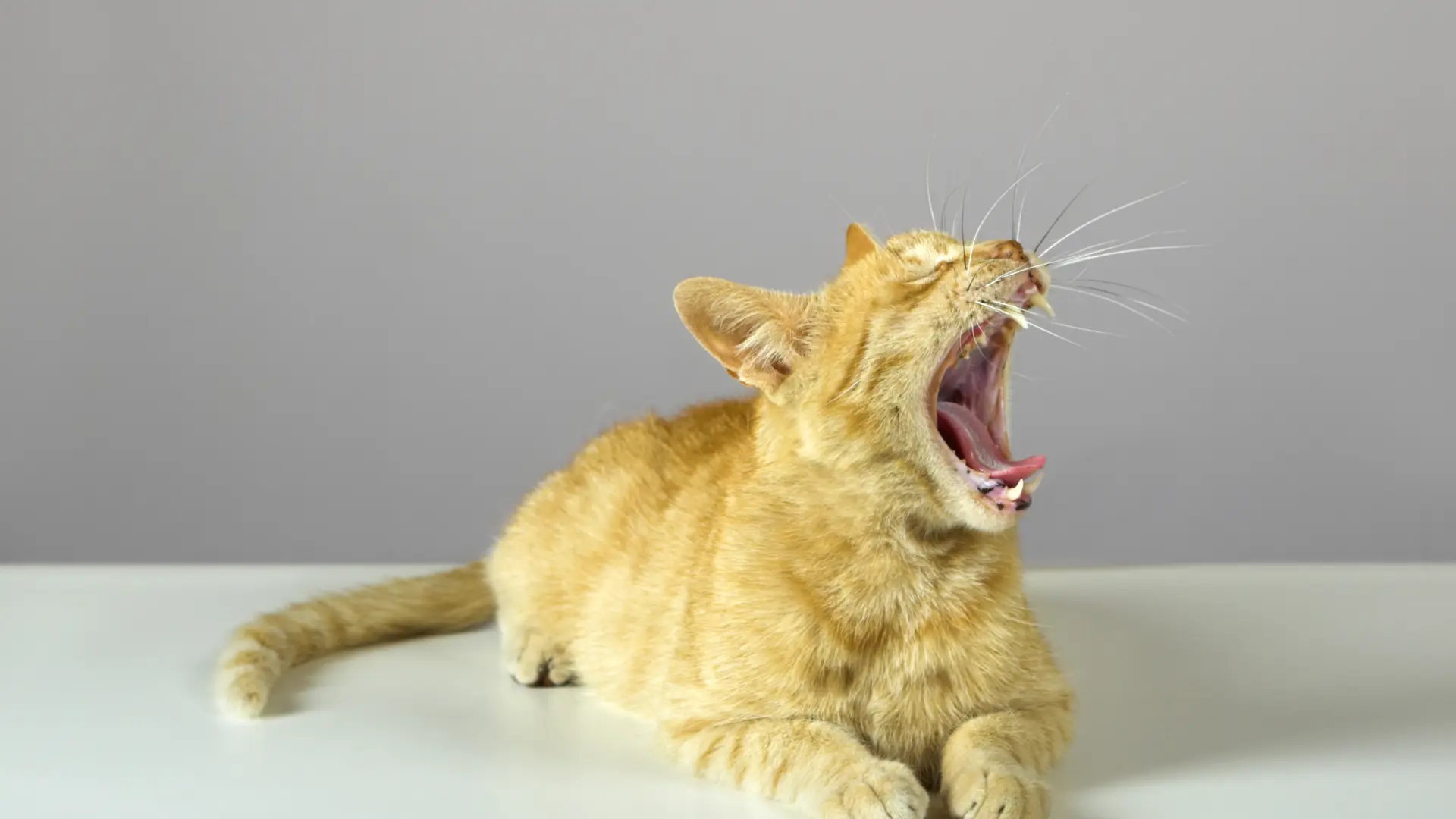 Todo sobre el estrés felino: causas y cómo reducirlo