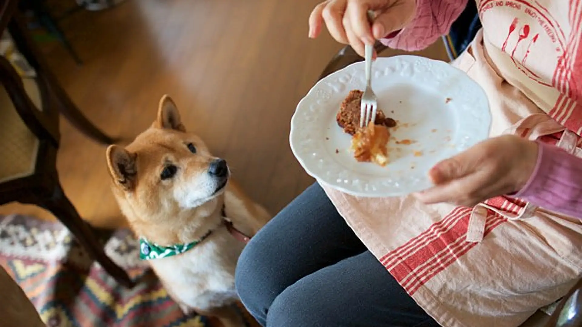 Cuando el hogar se convierte en una trampa: los objetos cotidianos que ponen en riesgo a perros y gatos