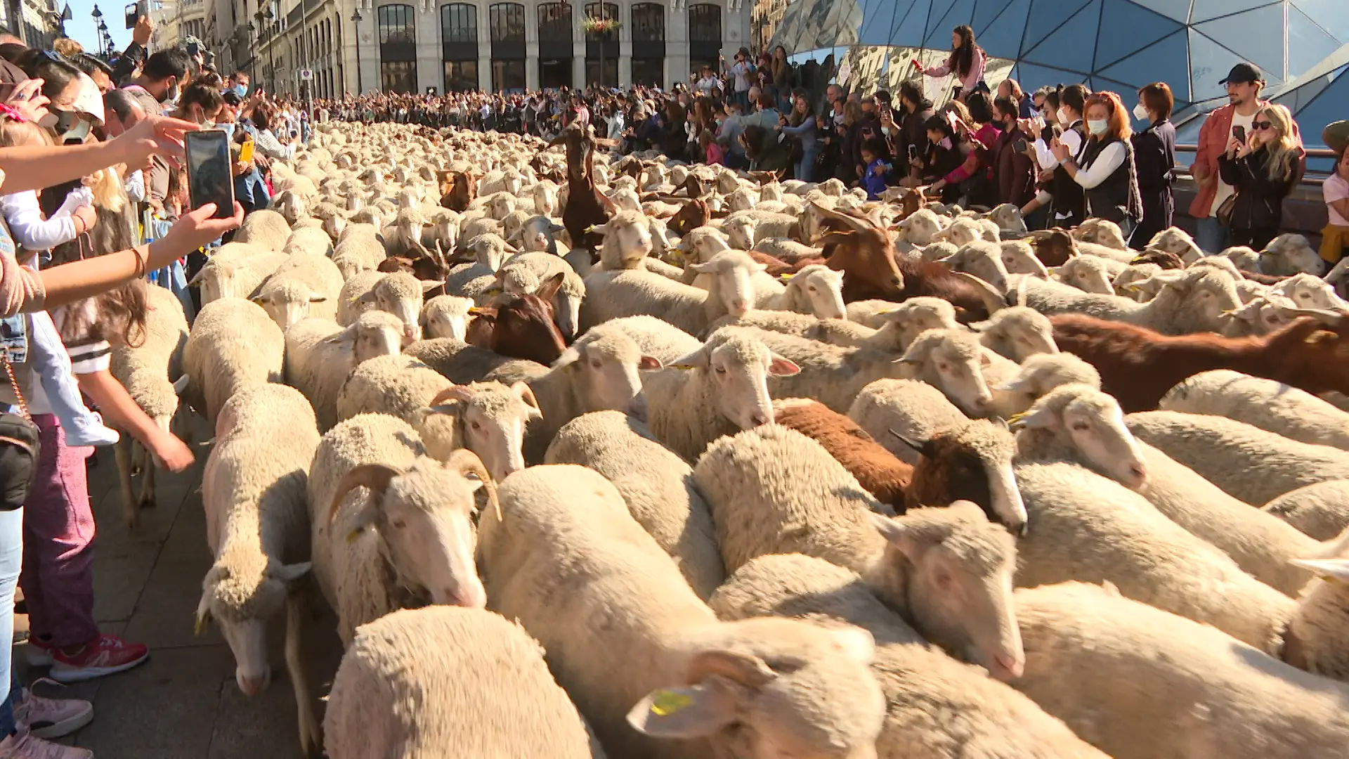 Por qué se celebra la Fiesta de la Trashumancia el origen de una tradición de pastores entre lo