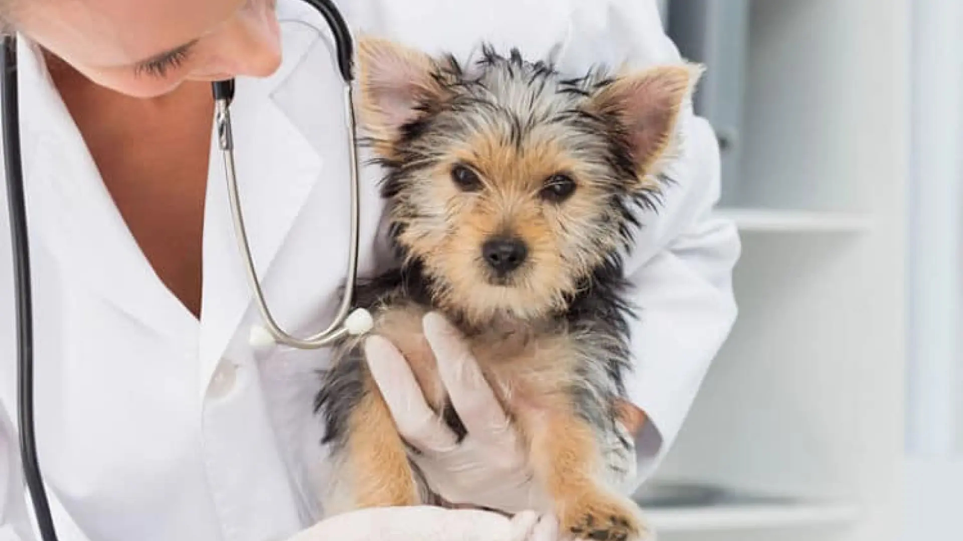 Veterinarios más caros y hogares al límite, así crece la tensión para las mascotas en la Unión Europea
