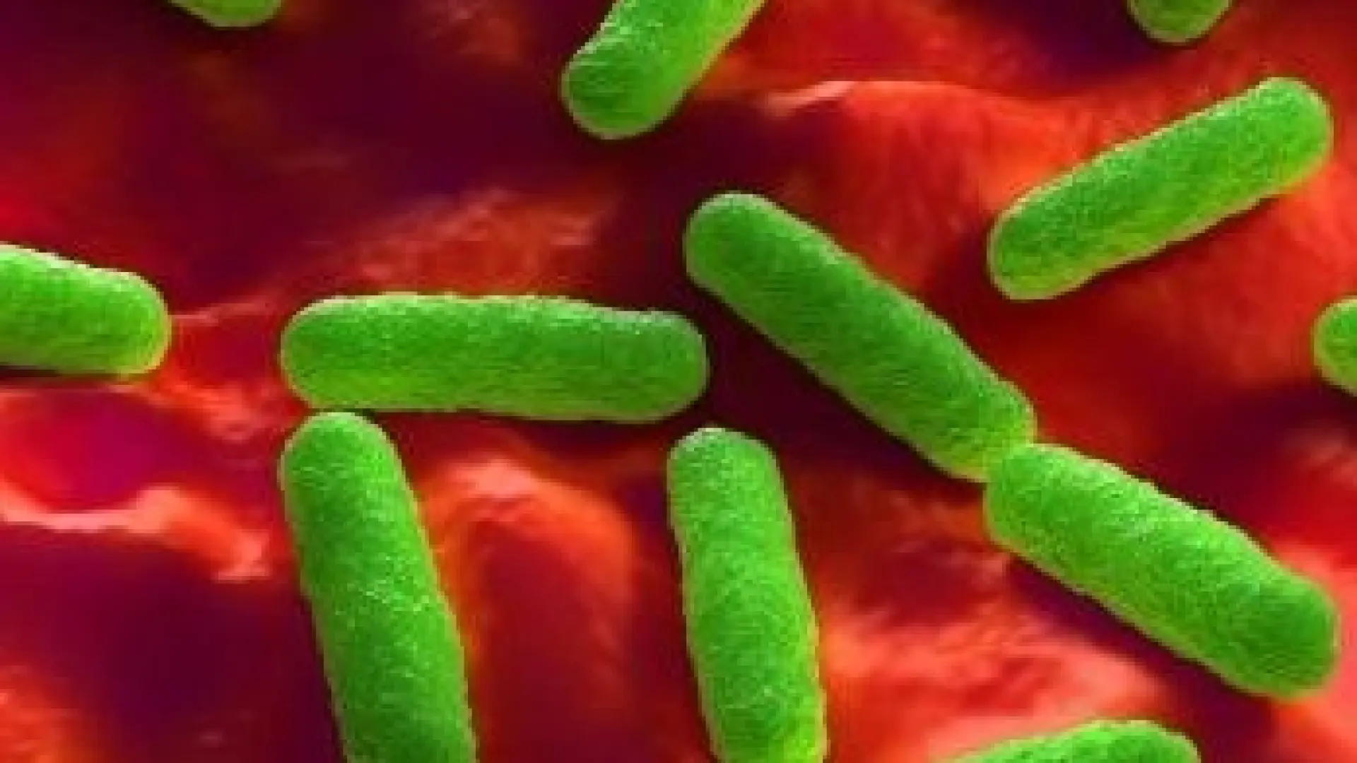 Esta Es La élite De Las Superbacterias Que Desafían A Los Esta Es La élite De Las Superbacterias Que Desafían A Los