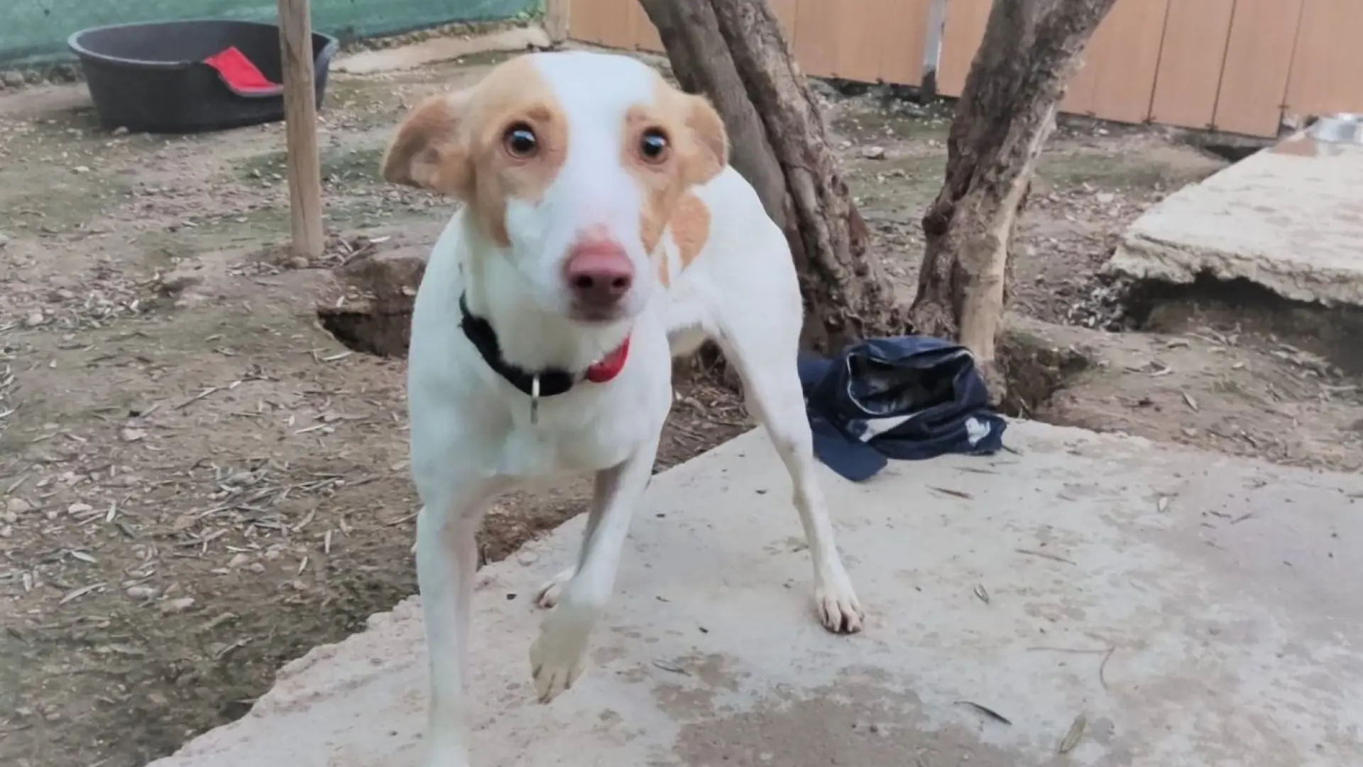 Condenado un hombre a 18 meses de cárcel por matar de un golpe a un perro que se acercó a sus gallinas