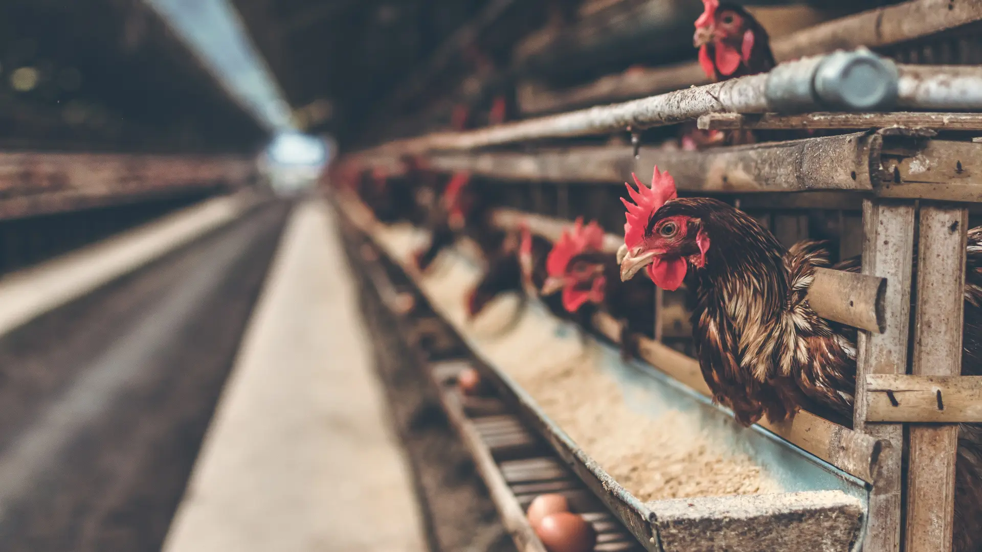 El primer foco de gripe aviar que detecta Madrid en una granja obliga a sacrificar a 450.000 gallinas en Valdemoro
