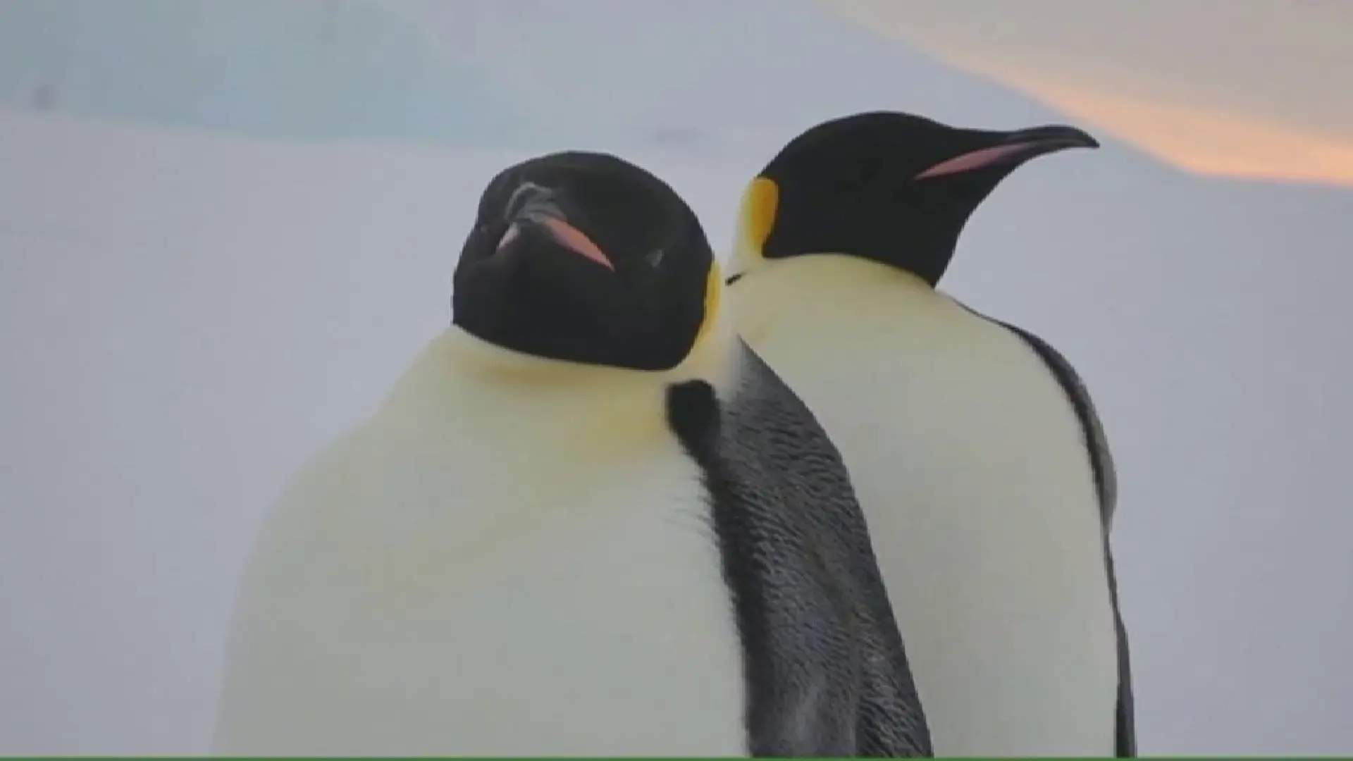 
         El pingüino emperador y el lobo fino antártico están en peligro de extinción por el cambio climático 
    