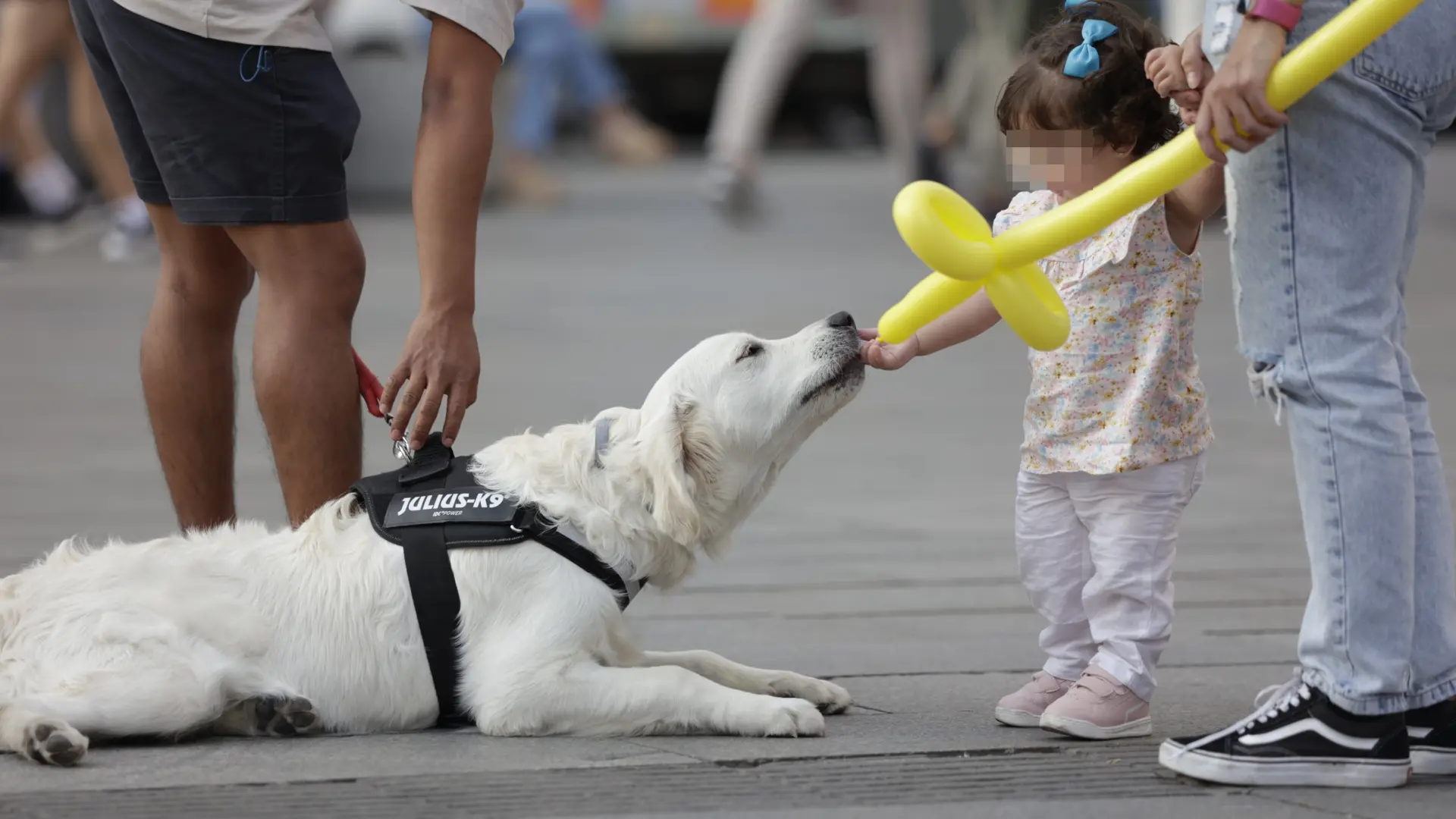 Descubren que los perros tienen la habilidad avanzada de clasificar objetos nuevos según su función sin entrenamiento previo