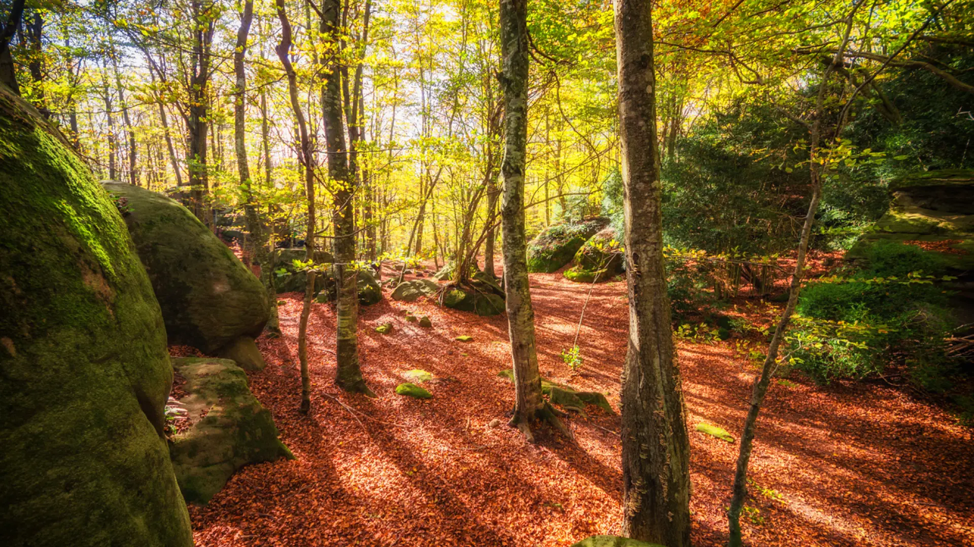 Bosques en los que perderse para encontrarse
