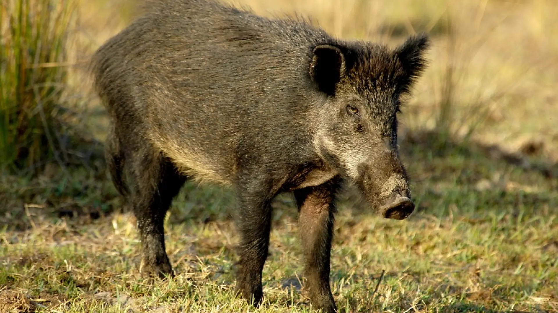 Taiwán prohíbe importación de productos porcinos de España por la peste porcina africana