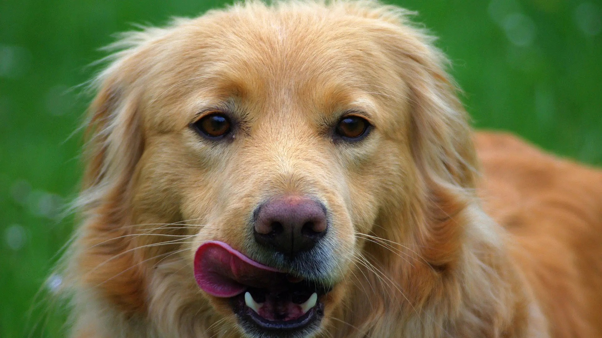 Esta es la razón por la que los perros se relamen tanto y no es por hambre