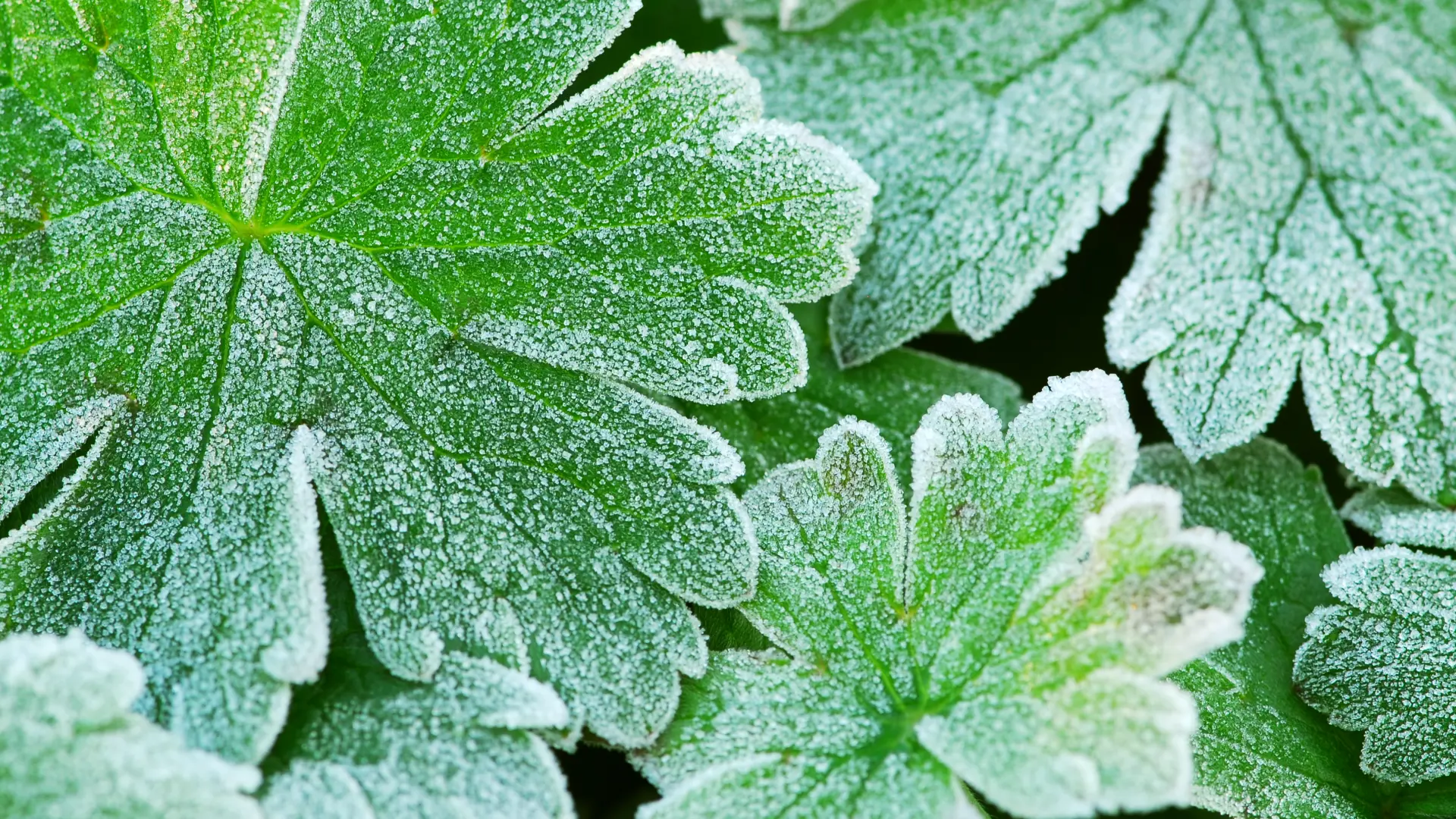 Cómo recuperar las plantas de las heladas y cuáles son más resistentes