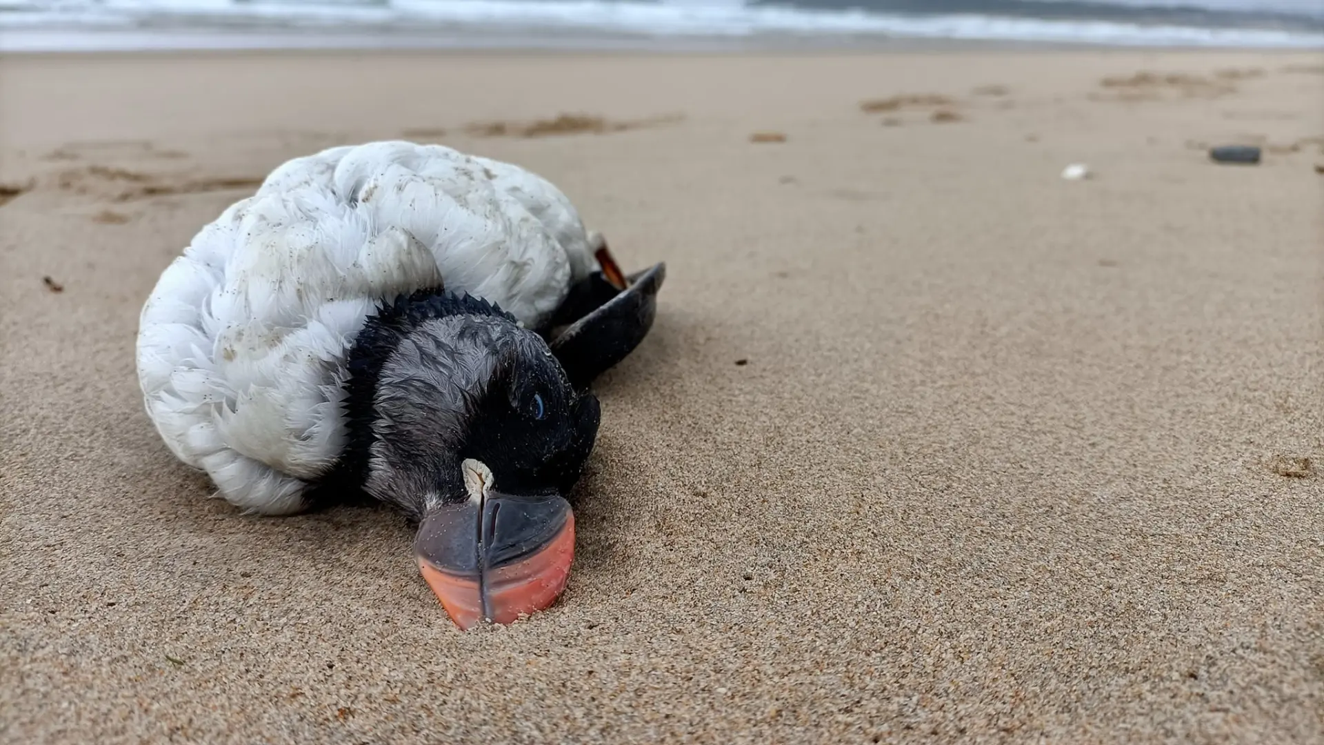 Cerca de mil aves marinas, sobre todo frailecillos, arrastradas a tierra por las borrascas