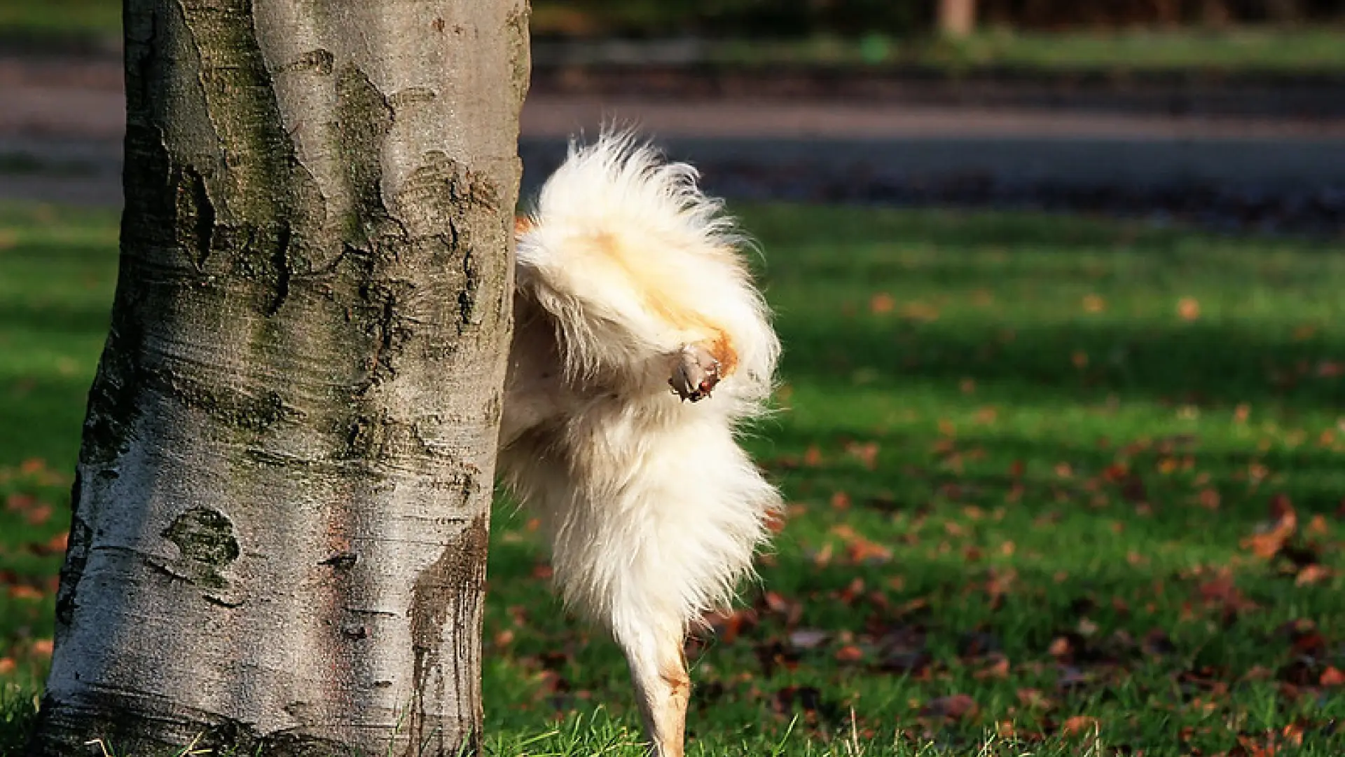 porque mi cachorro no levanta la pata para orinar
