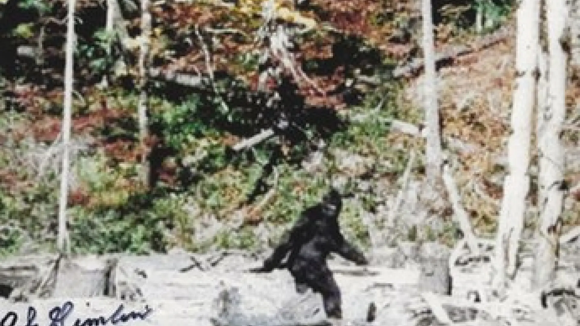 La explicación más simple a la leyenda del Bigfoot, según la ciencia