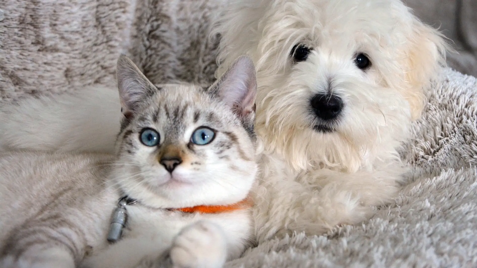 Cómo reconocer los signos que alertan de un problema digestivo en tu perro o gato