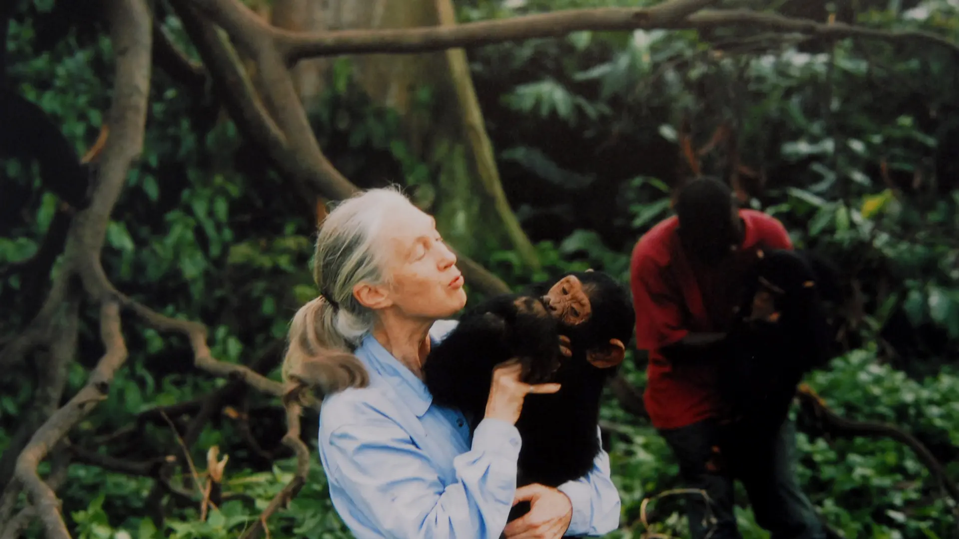 Muere Jane Goodall, experta mundial en chimpancés, a los 91 años