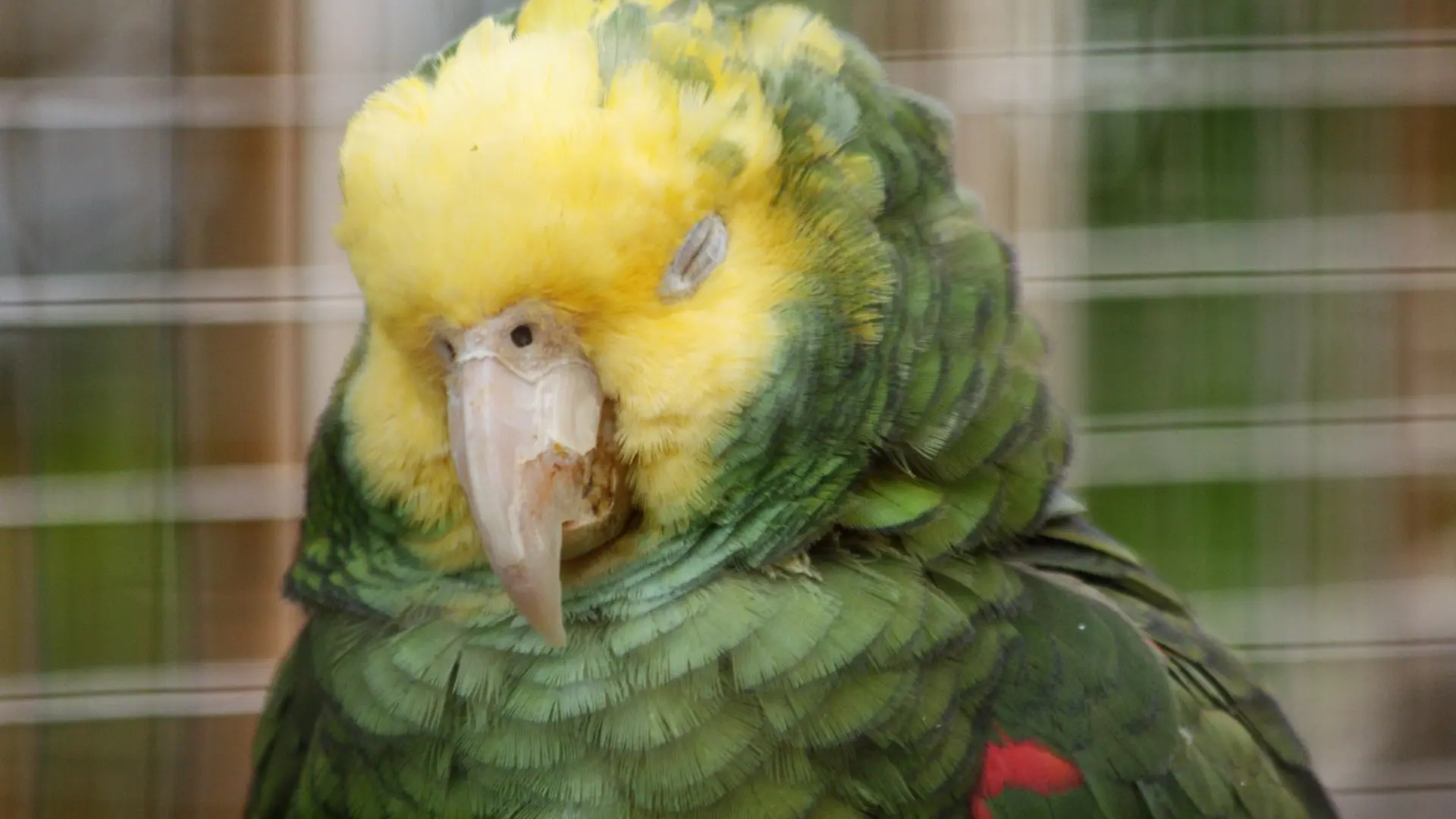 Todo sobre el sueño de los loros, que son capaces de dormir