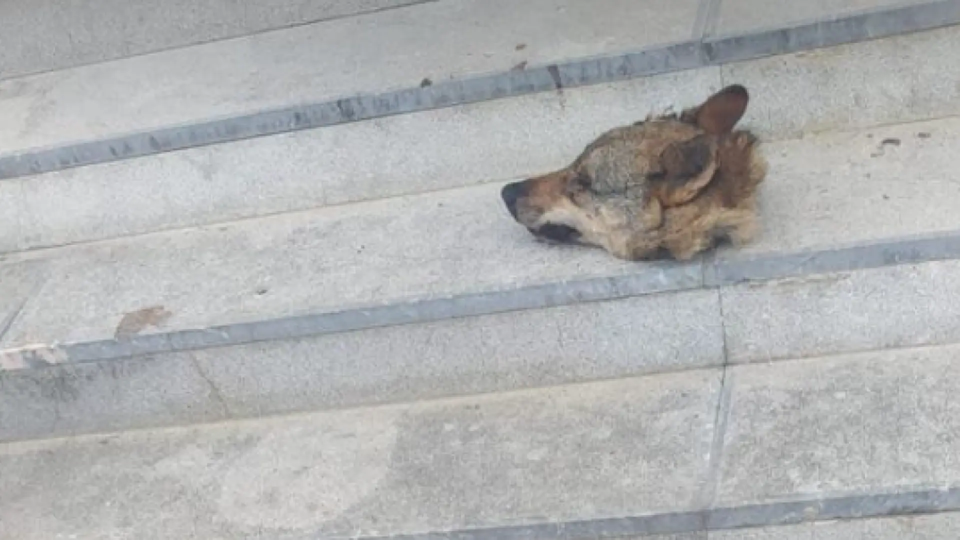 Aparecen dos cabezas de lobo en la entrada del Ayuntamiento asturiano