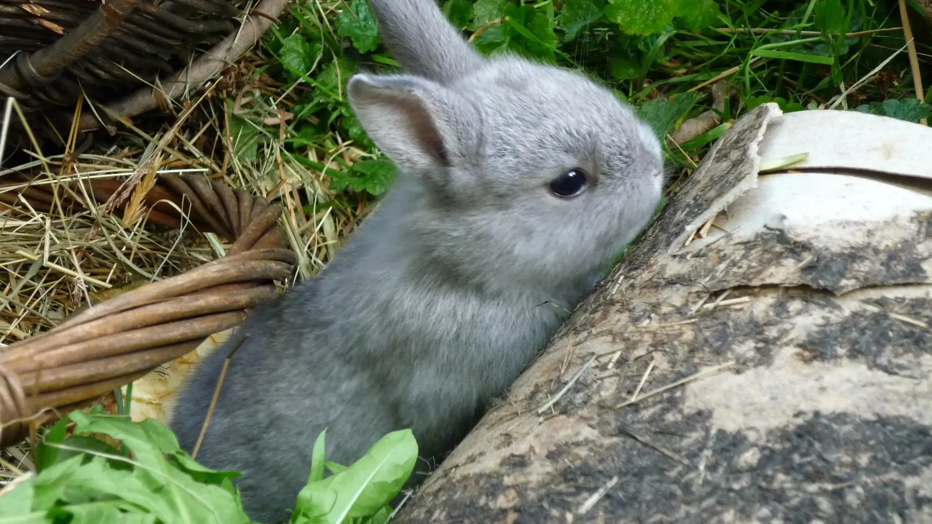 Día internacional del conejo: la historia, la biología y la diversidad de un animal fascinante