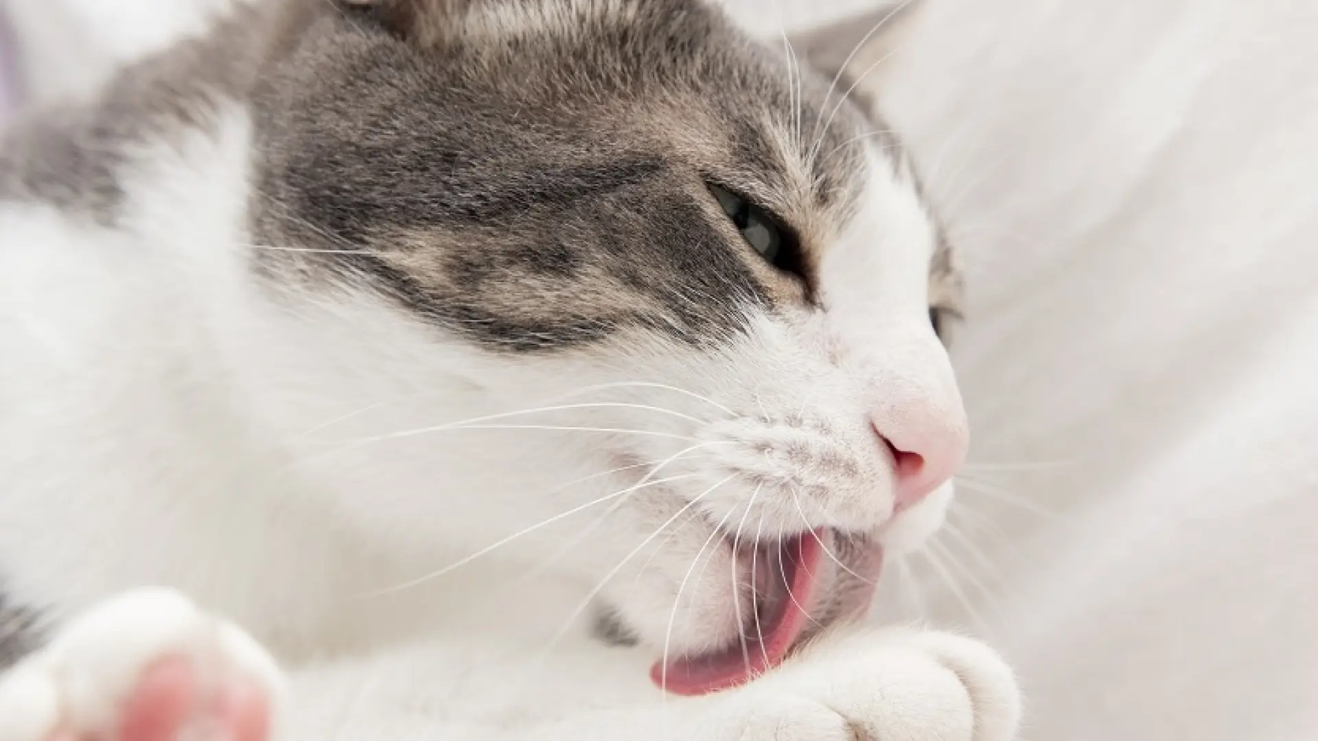 Los motivos que explican que tu gato se lama después de las caricias