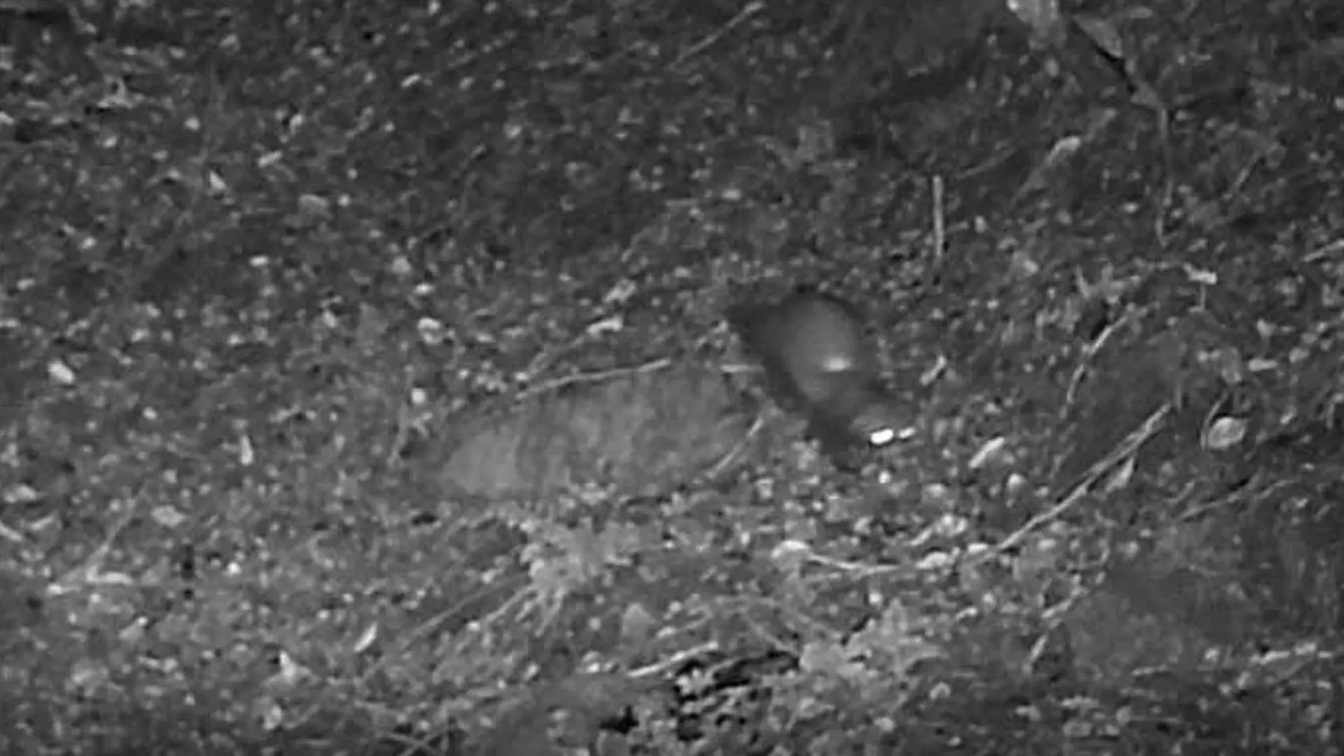 Detectan un ejemplar de turón europeo en la Vall d'Aran por primera vez