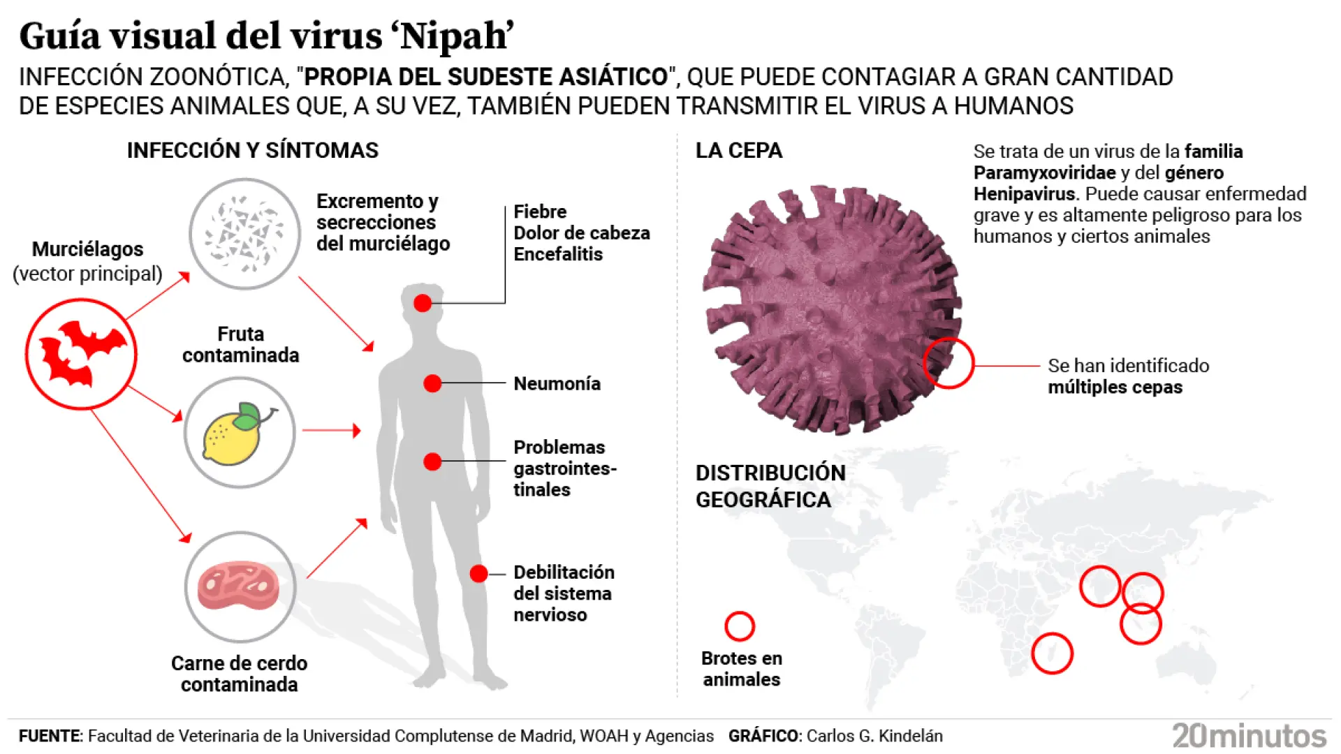 El virus Nipah vuelve a azotar la India y hace saltar las alarmas: puede  llegar a provocar la muerte