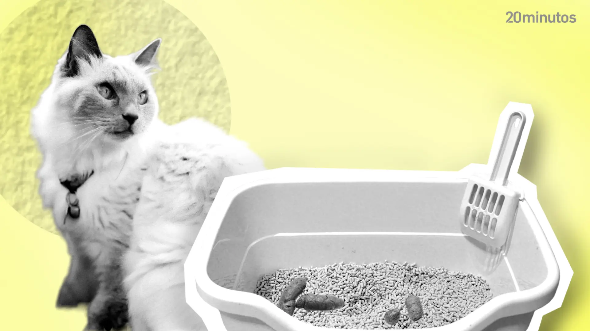 Todo lo que querías saber pero no te atreves a preguntar sobre la caja de arena de los gatos