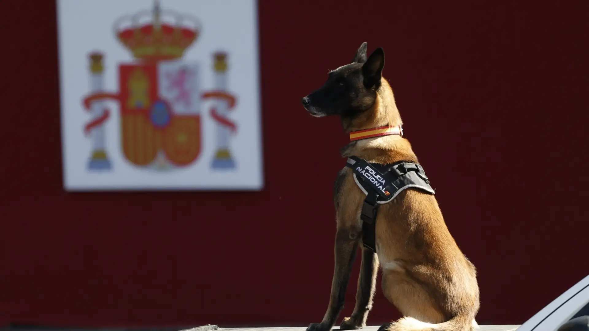 Curiosidades perrunas: el origen del término K9 de las unidades caninas