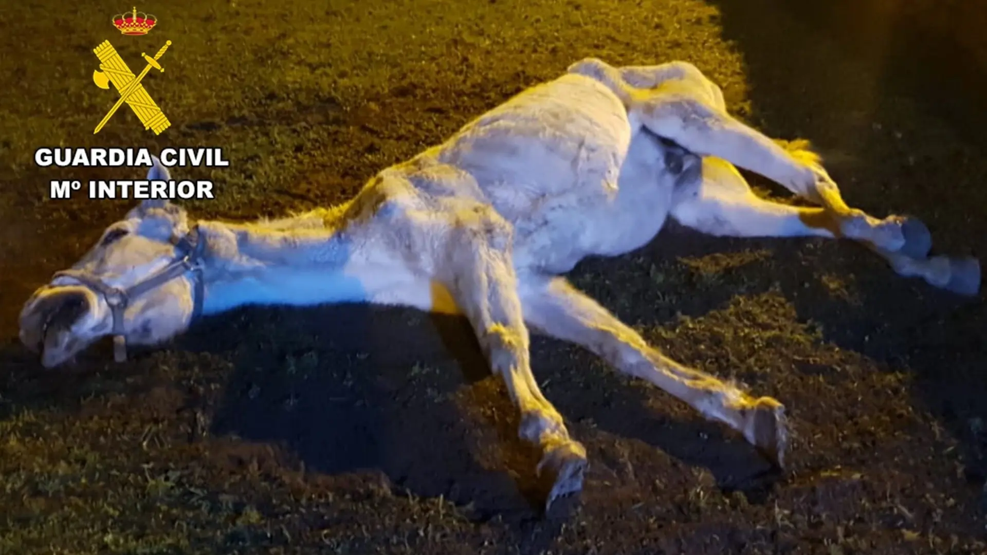 Muere un hombre de 35 años tras chocar su vehículo con un caballo en Badajoz
