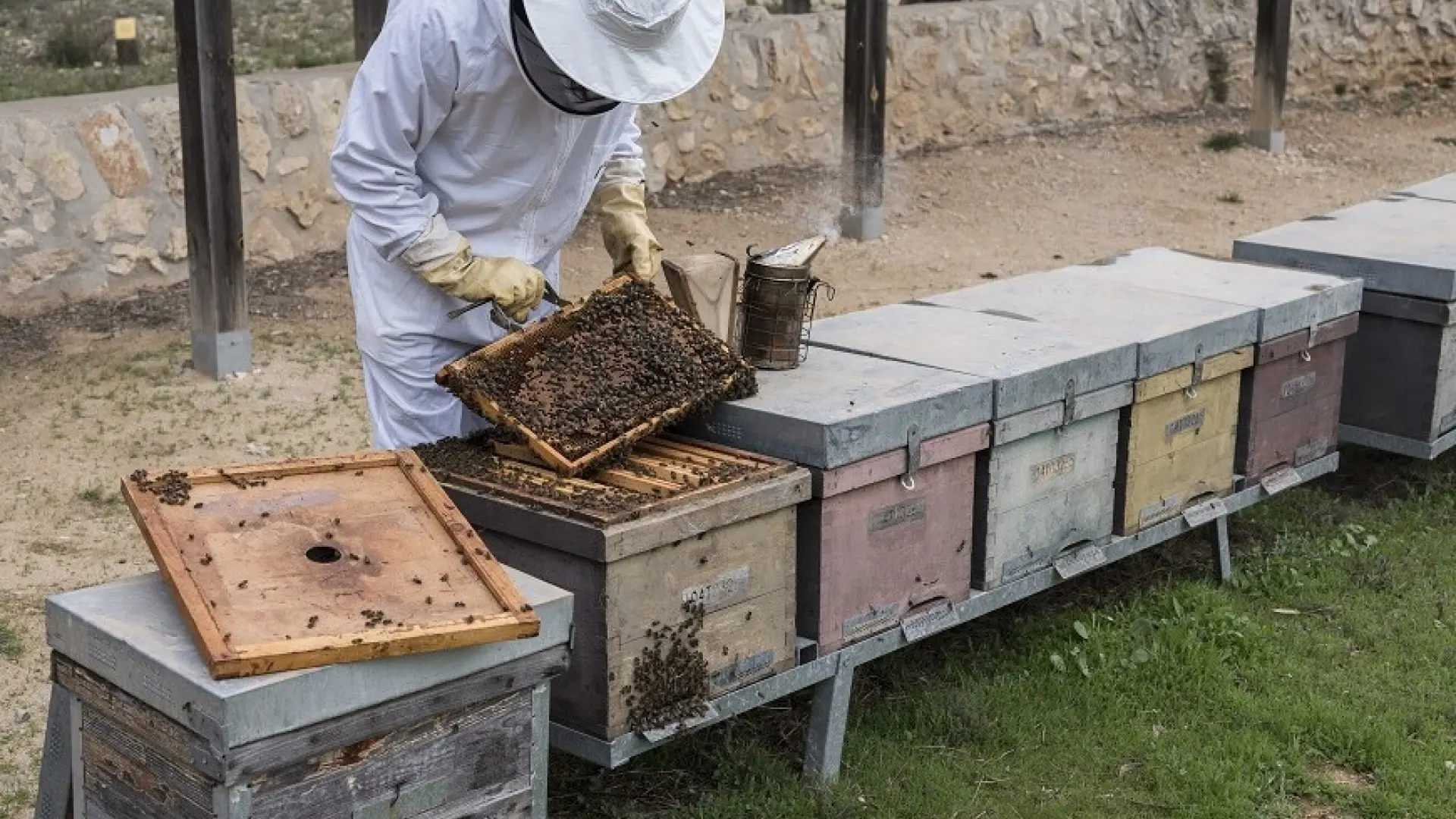 ¿Cuánto gana un apicultor? La cara no tan rica de los profesionales que cultivan la miel de las abejas