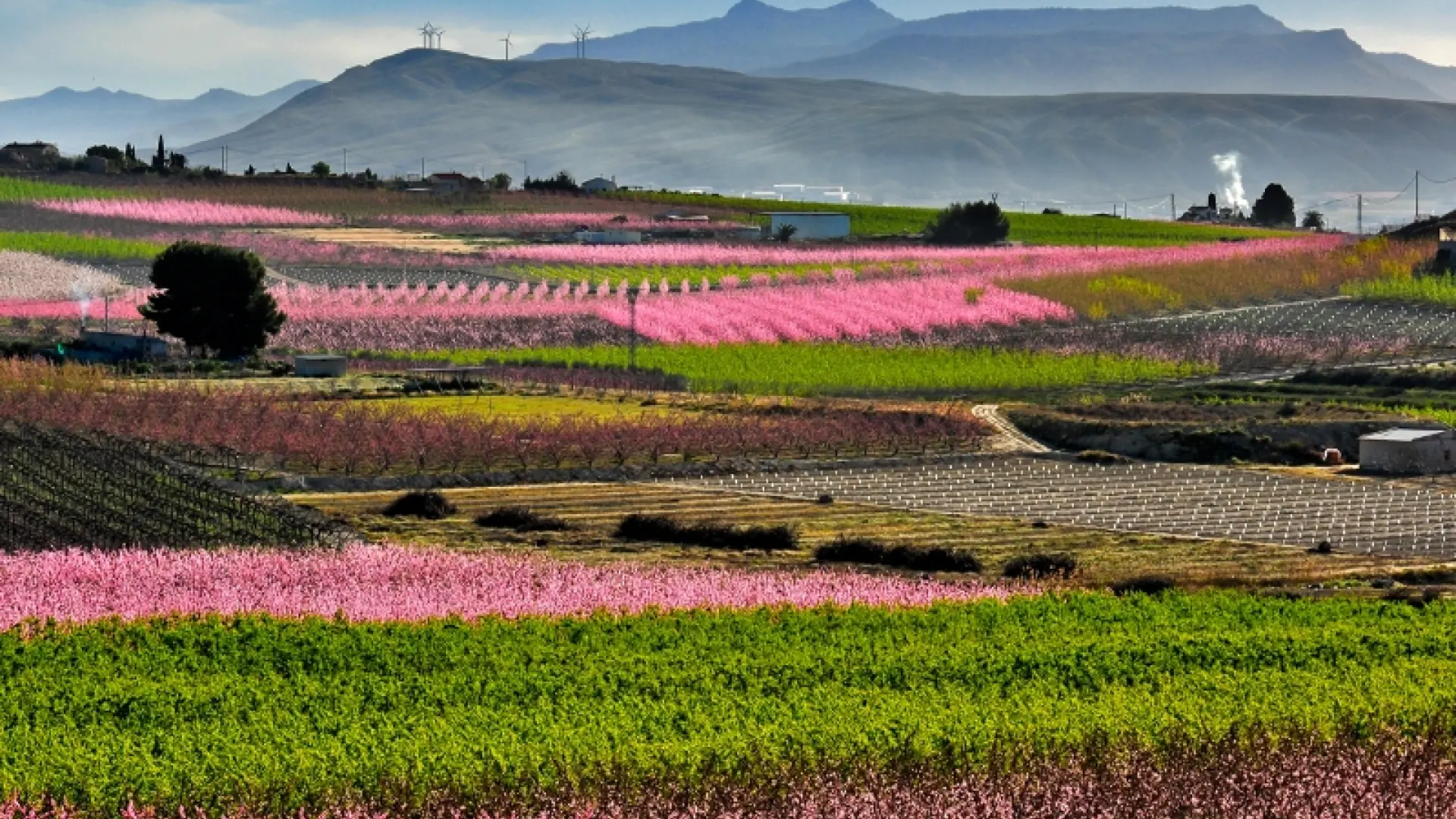 
         Cinco ideas para recorrer España de flor en flor esta primavera 
    