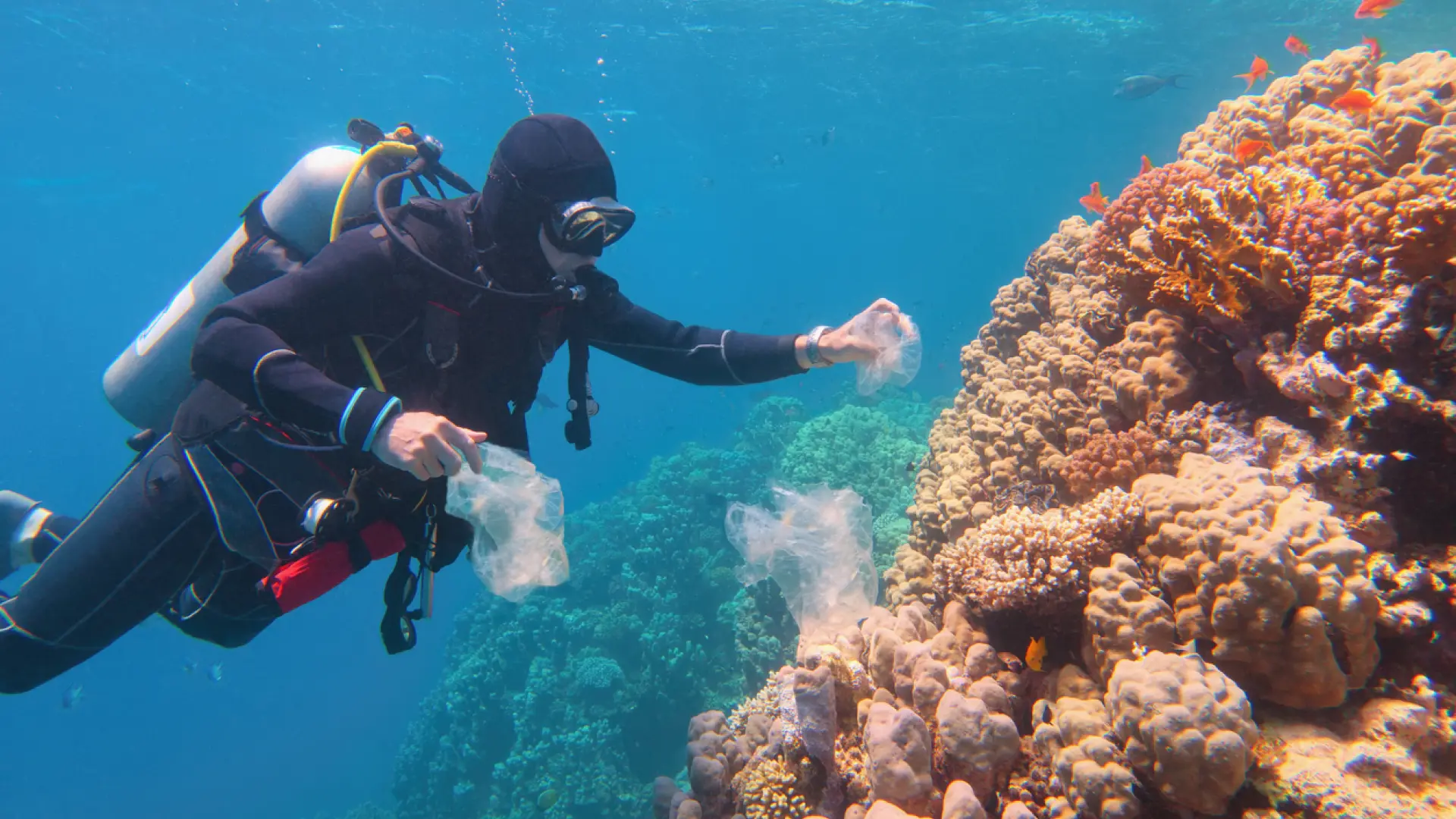 Se alcanza el primer punto de inflexión climático catastrófico: los arrecifes de coral se enfrentan a una "muerte generalizada"