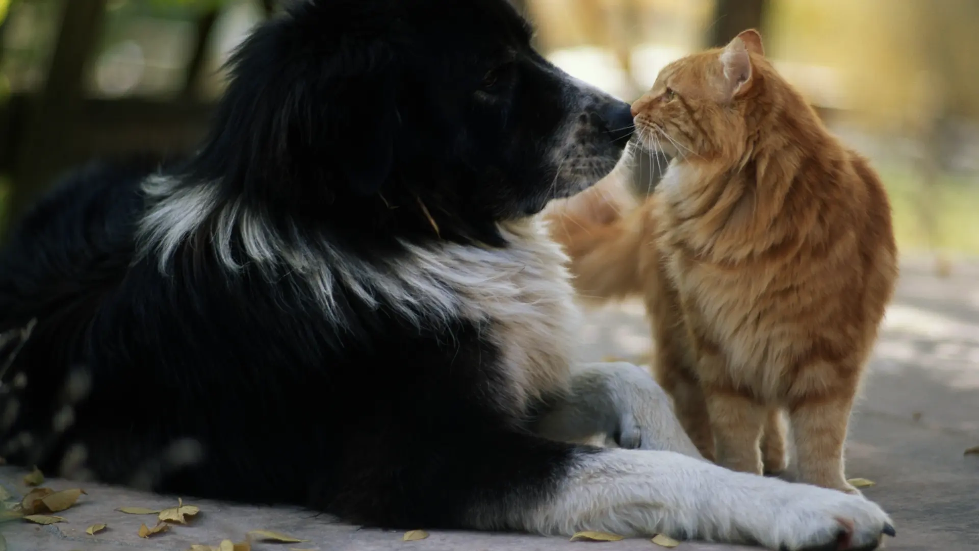 Una vecina de Barakaldo deja su herencia al Ayuntamiento para crear una guardería para perros y gatos