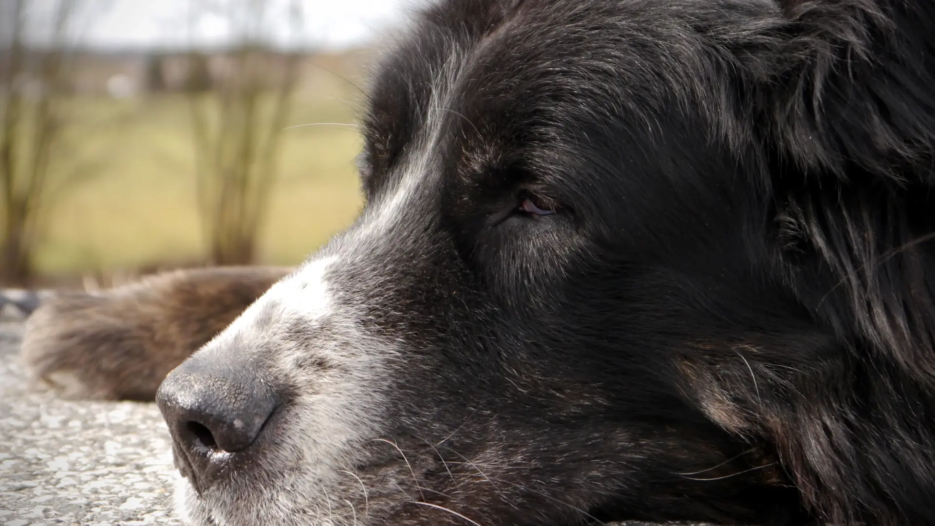 Perros mayores: cuando la ansiedad al separarse puede ser signo de envejecimiento cerebral